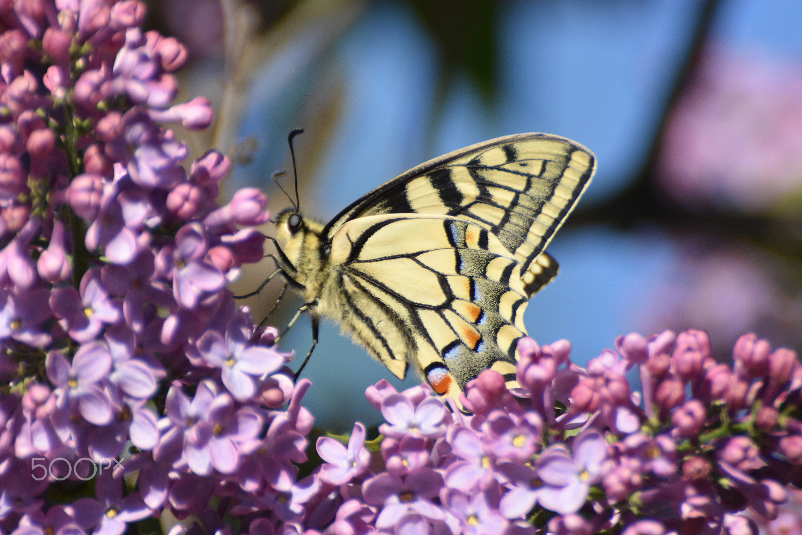 Nikon D7200 sample photo. Pollen time photography