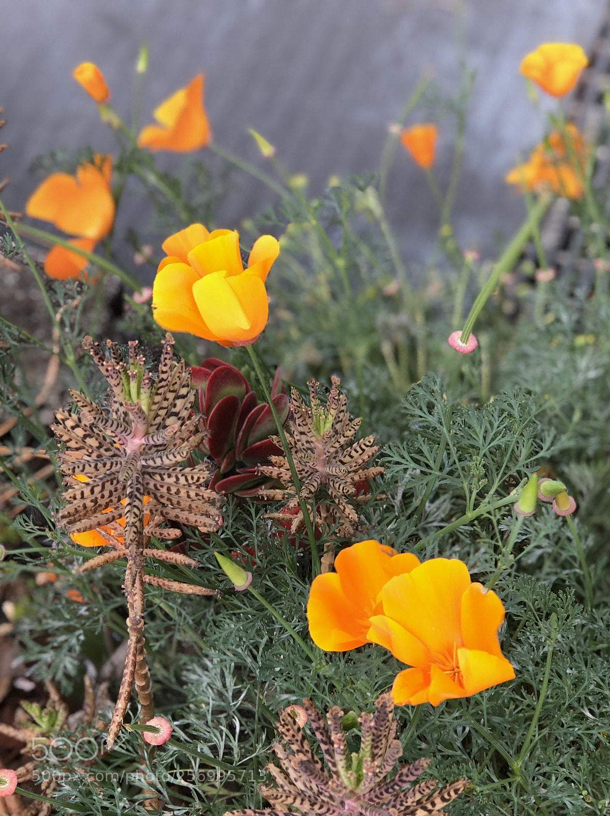 Apple iPhone 8 Plus sample photo. Poppy photography