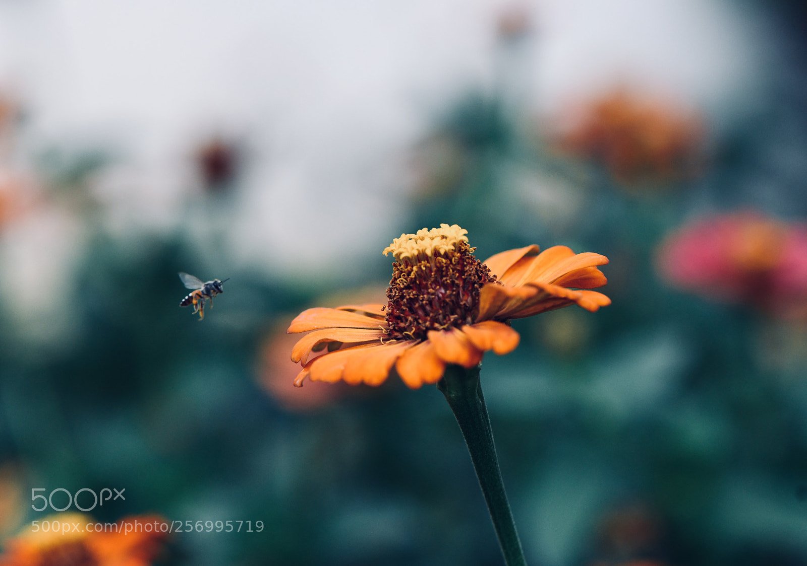 Nikon D850 sample photo. Macro world photography