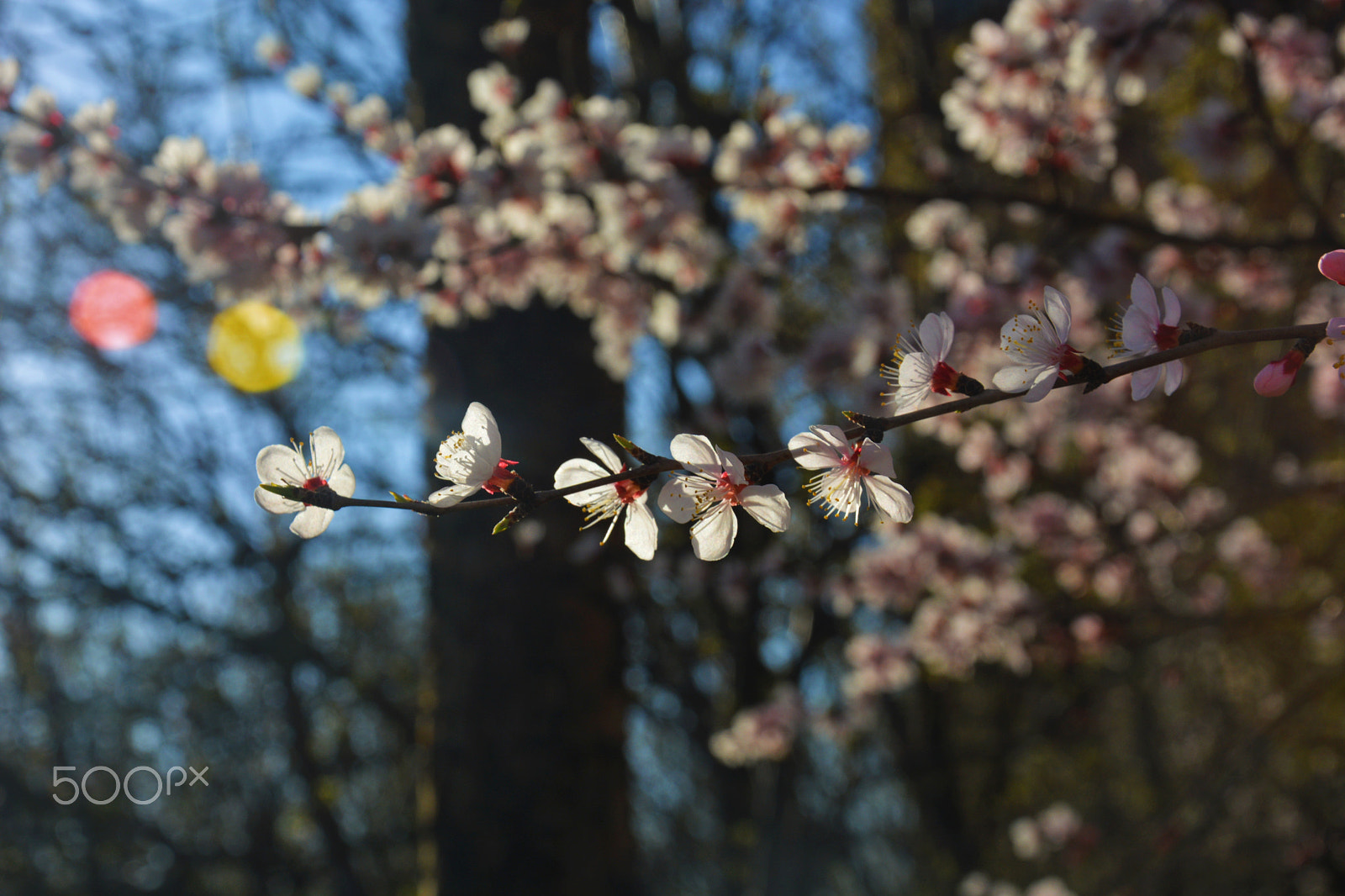 Nikon D5200 sample photo. 0505 photography