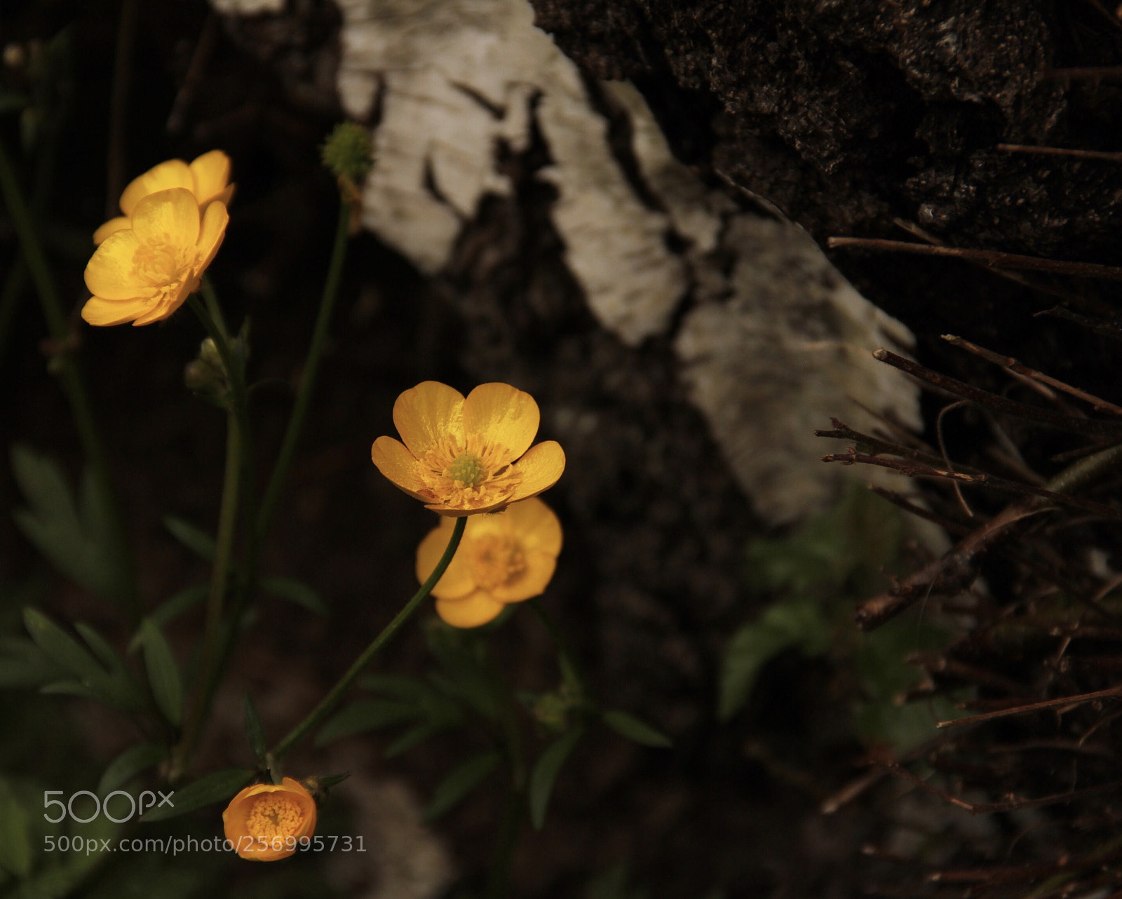 Canon EOS 60D sample photo. Whisper  photography