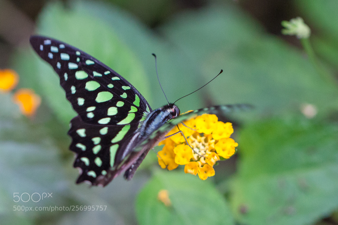 Canon EOS 5D Mark II sample photo. Butterfly graphium photography