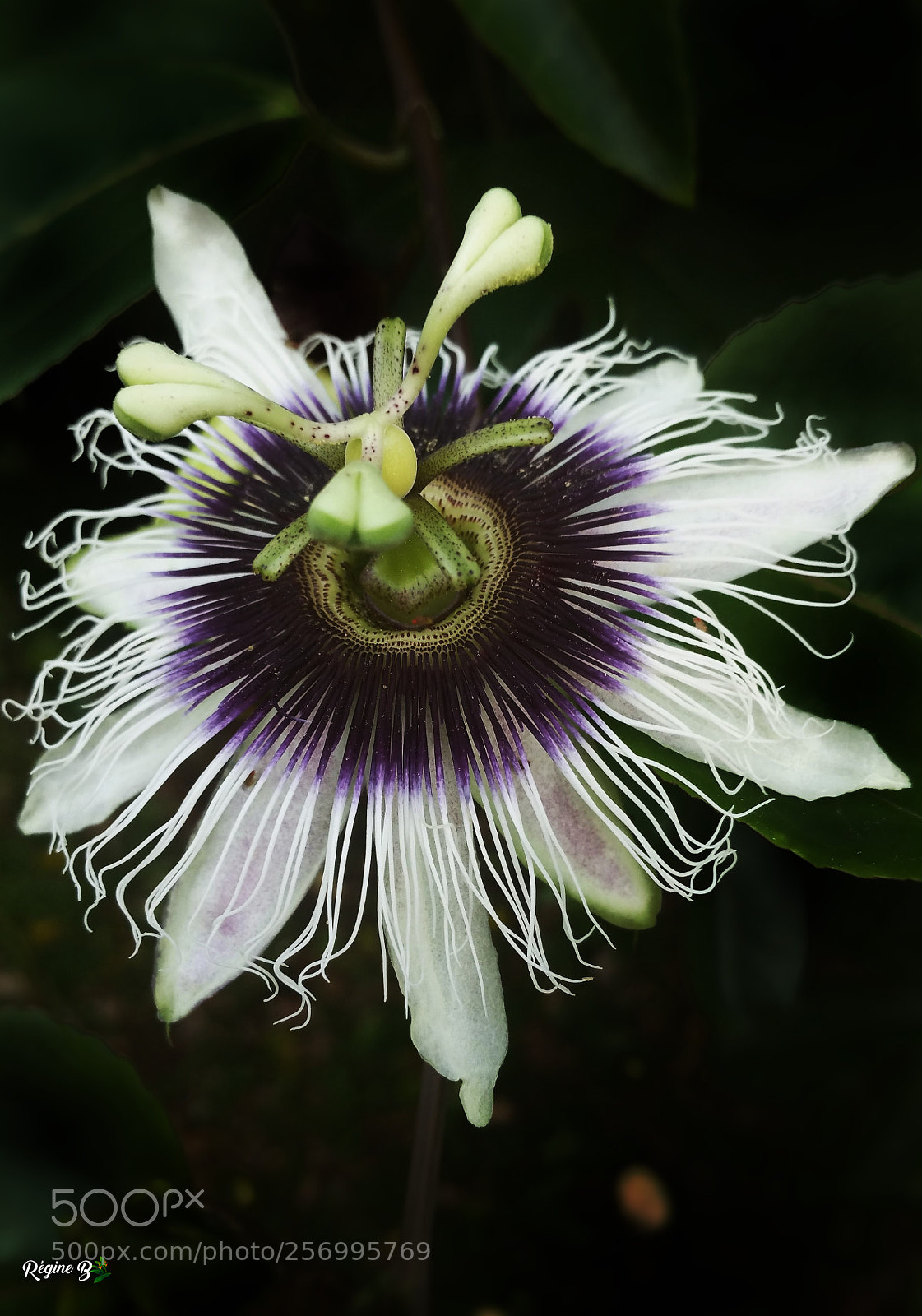 Samsung Galaxy Note4 sample photo. Fleur du maracudja photography