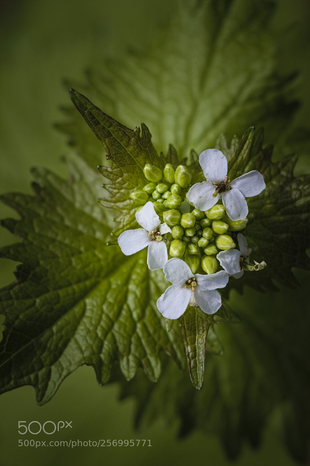 Canon EOS 80D sample photo. Beautiful flower photography