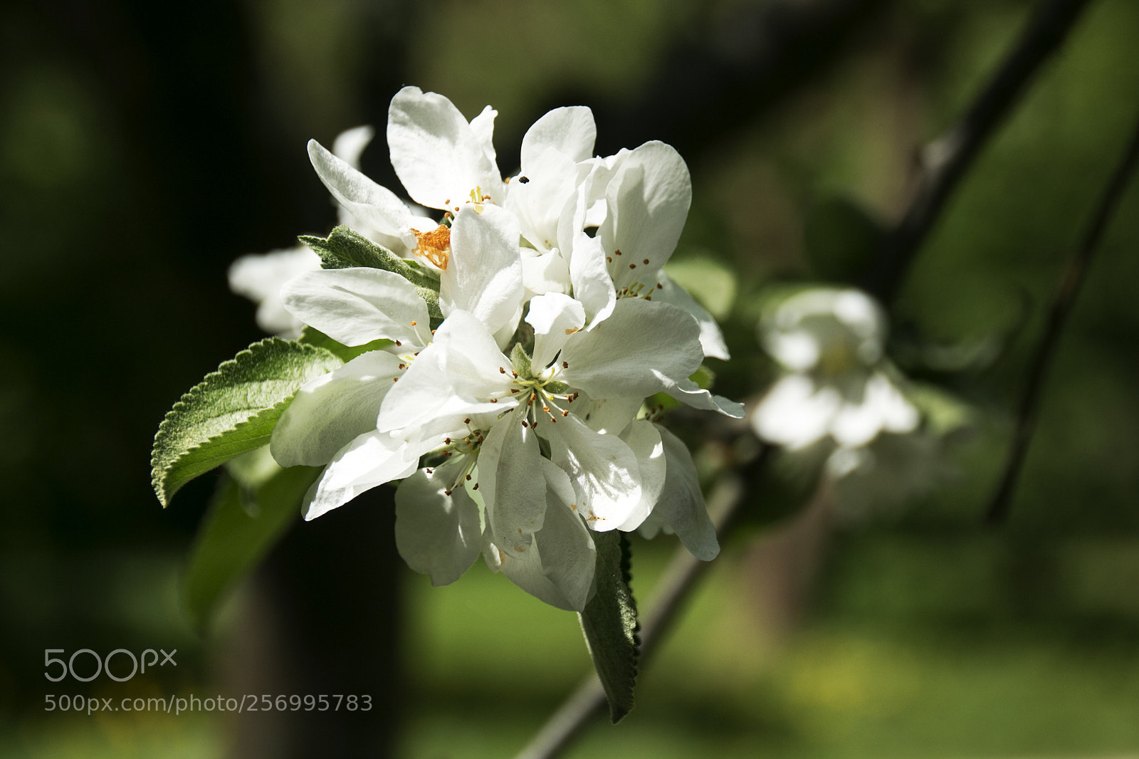 Canon EOS 70D sample photo. Blu^men photography