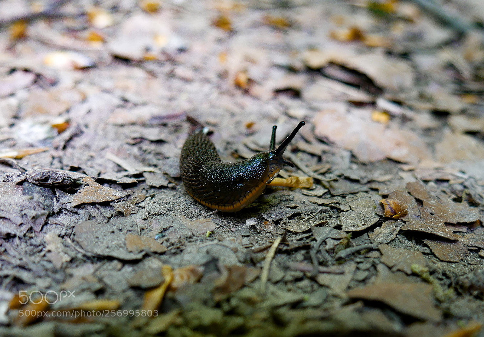 Panasonic DMC-G70 sample photo. Snail on a journey photography