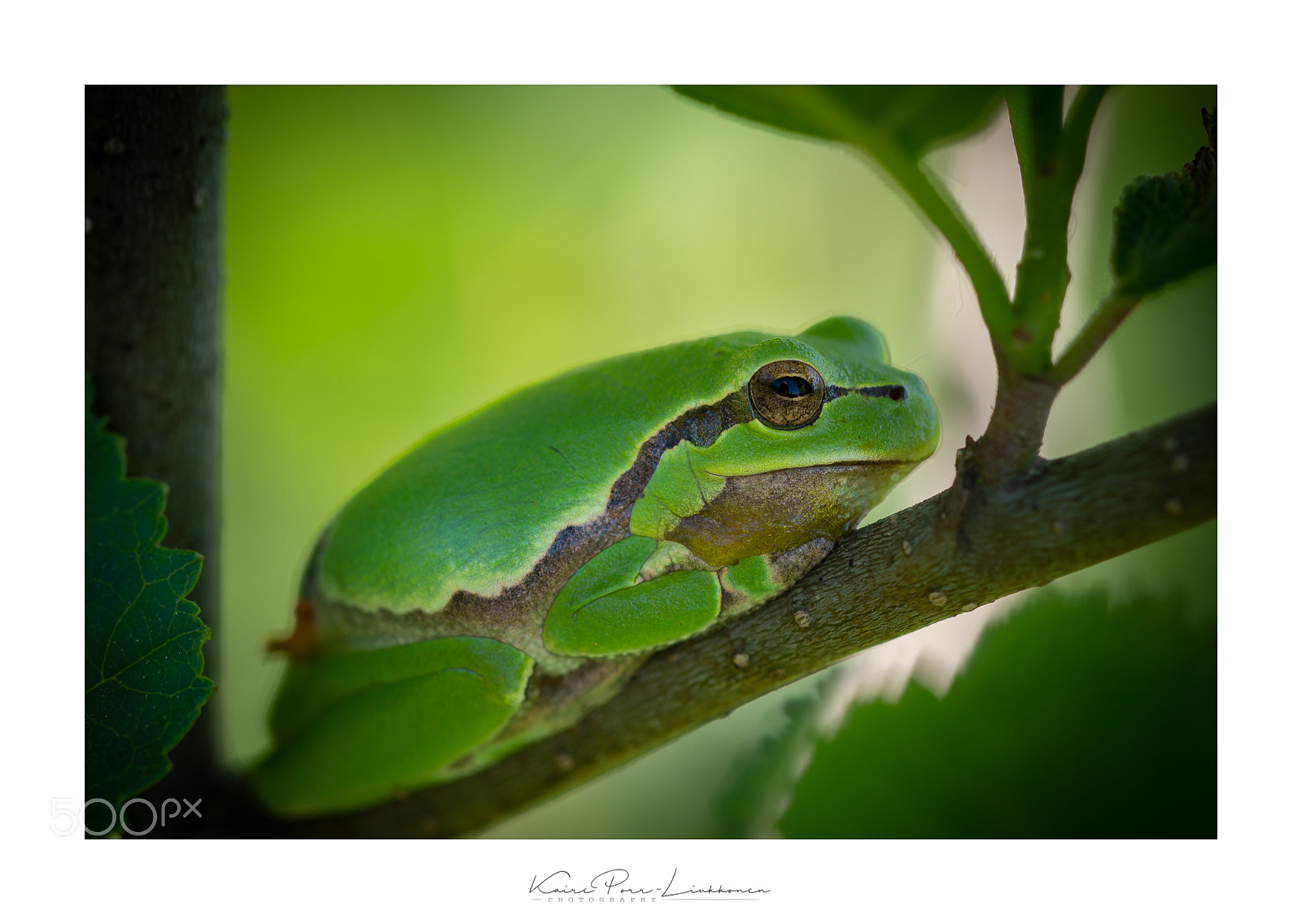 Sony SLT-A77 sample photo. Tree frog photography