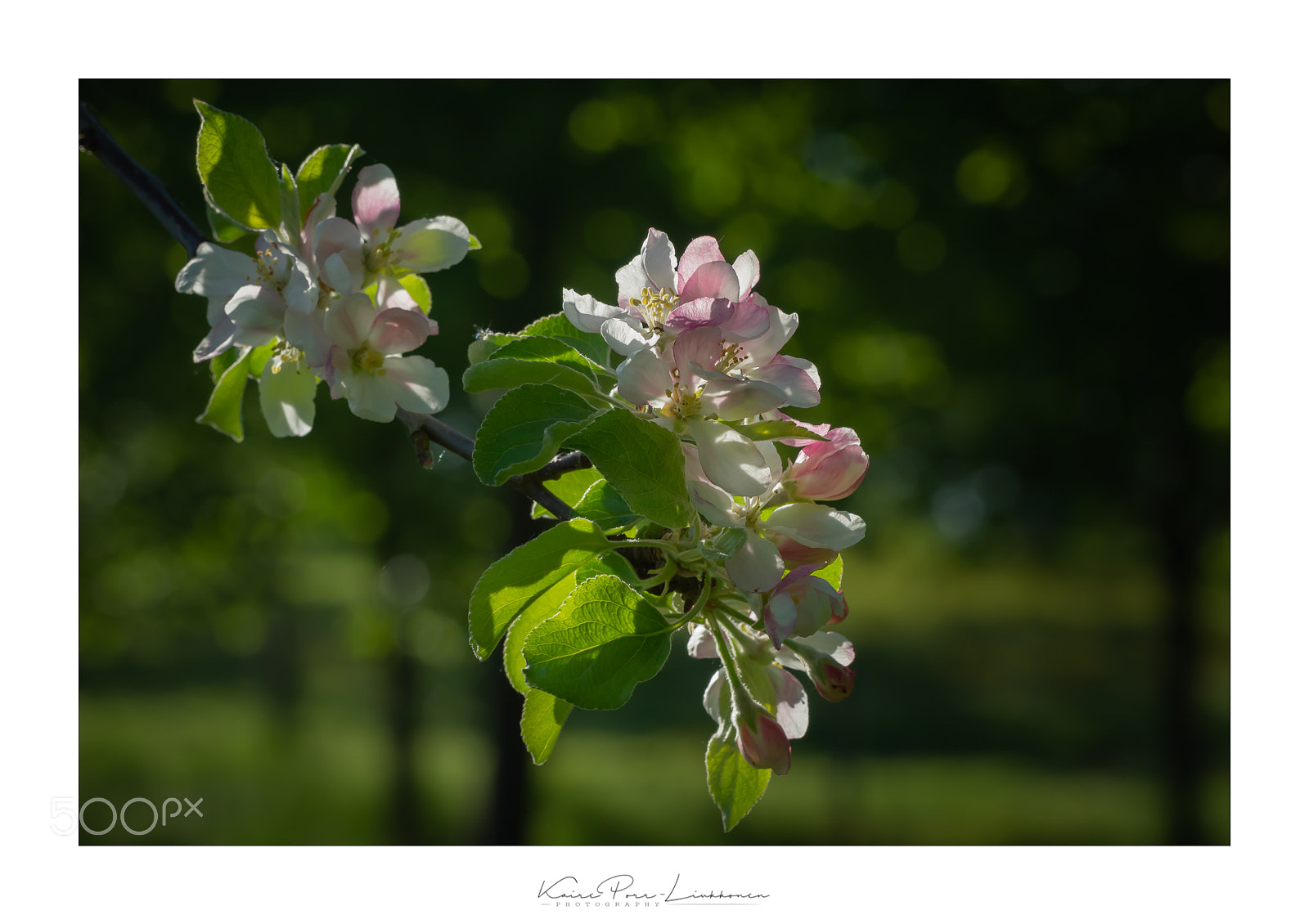 Sony SLT-A77 sample photo. Apple tree blossoms photography