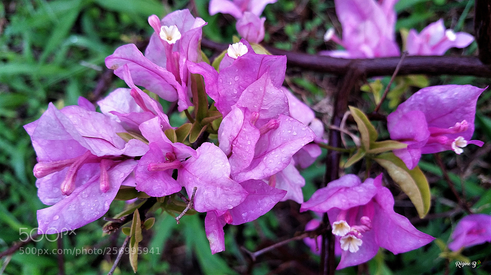 Samsung Galaxy Note4 sample photo. Untitled photography
