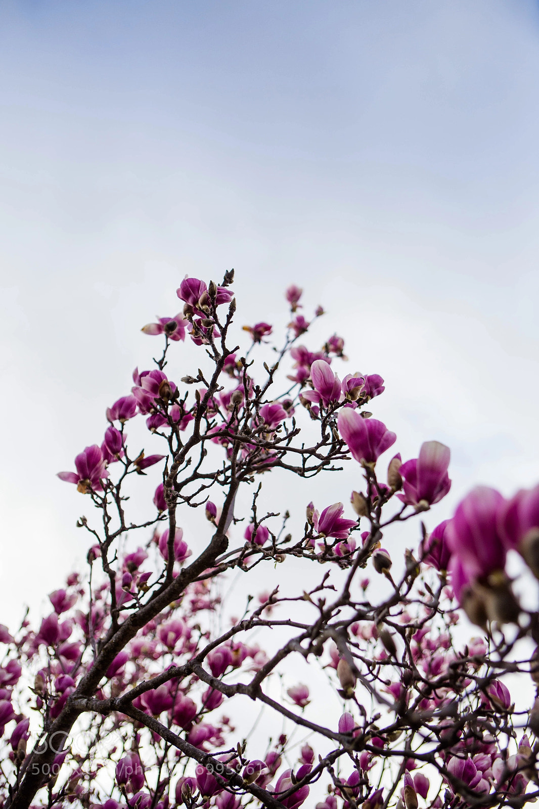 Canon EOS 6D sample photo. Decadent spring photography