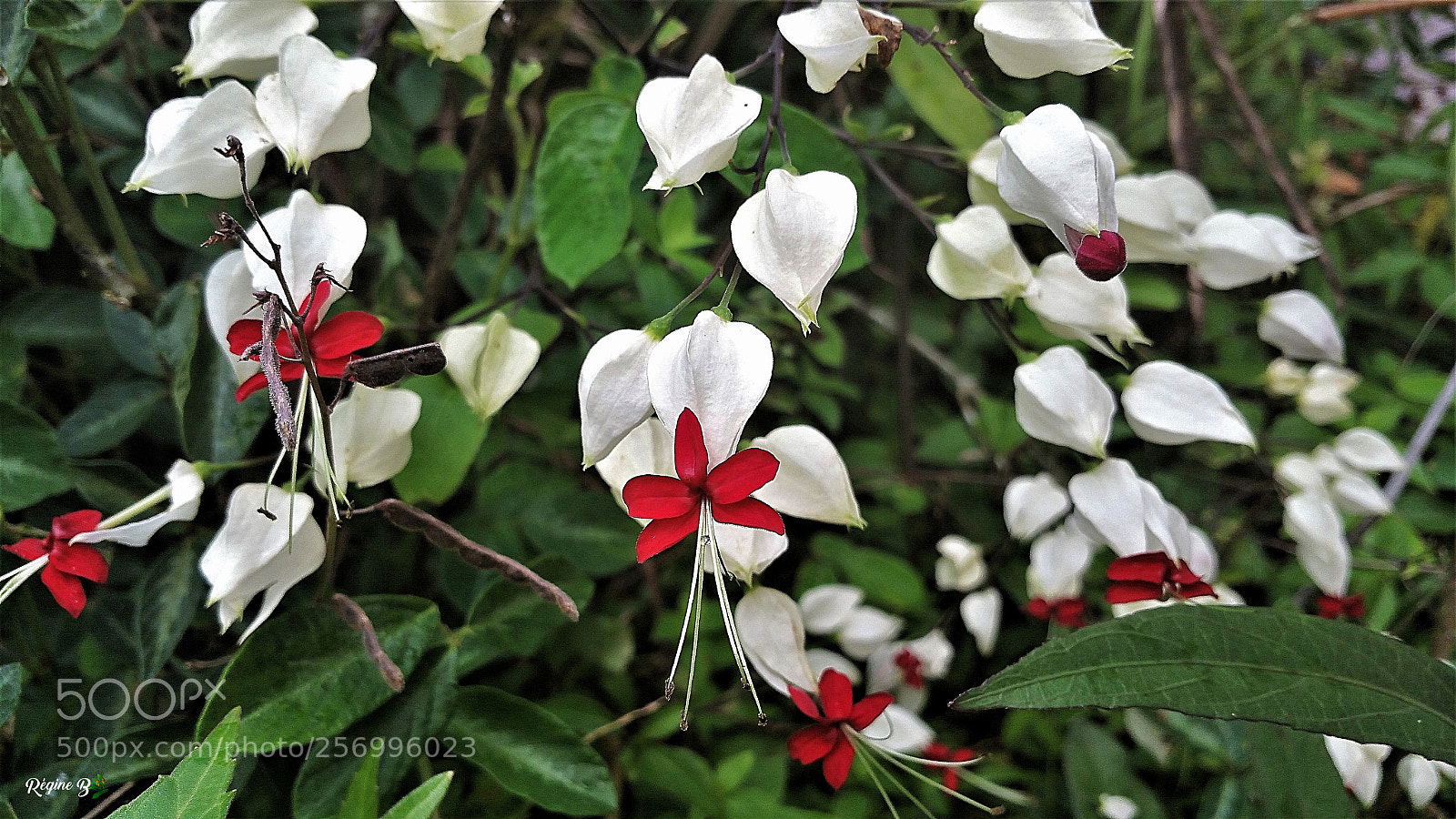 Samsung Galaxy Note4 sample photo. Untitled photography