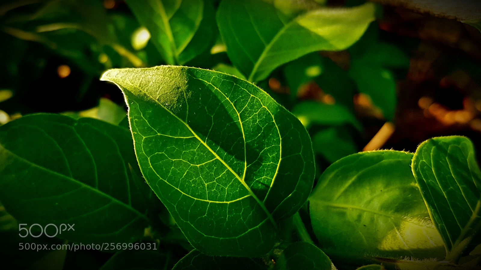 Samsung Galaxy S8 sample photo. Leaf photography