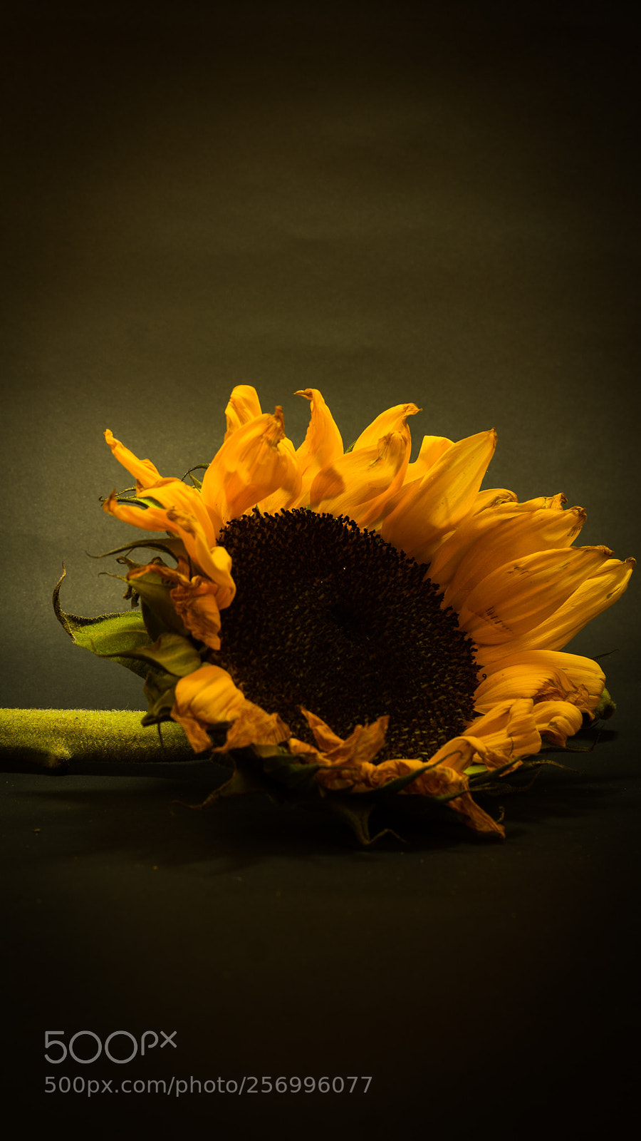 Canon EOS 1200D (EOS Rebel T5 / EOS Kiss X70 / EOS Hi) sample photo. Girasol en atardecer photography