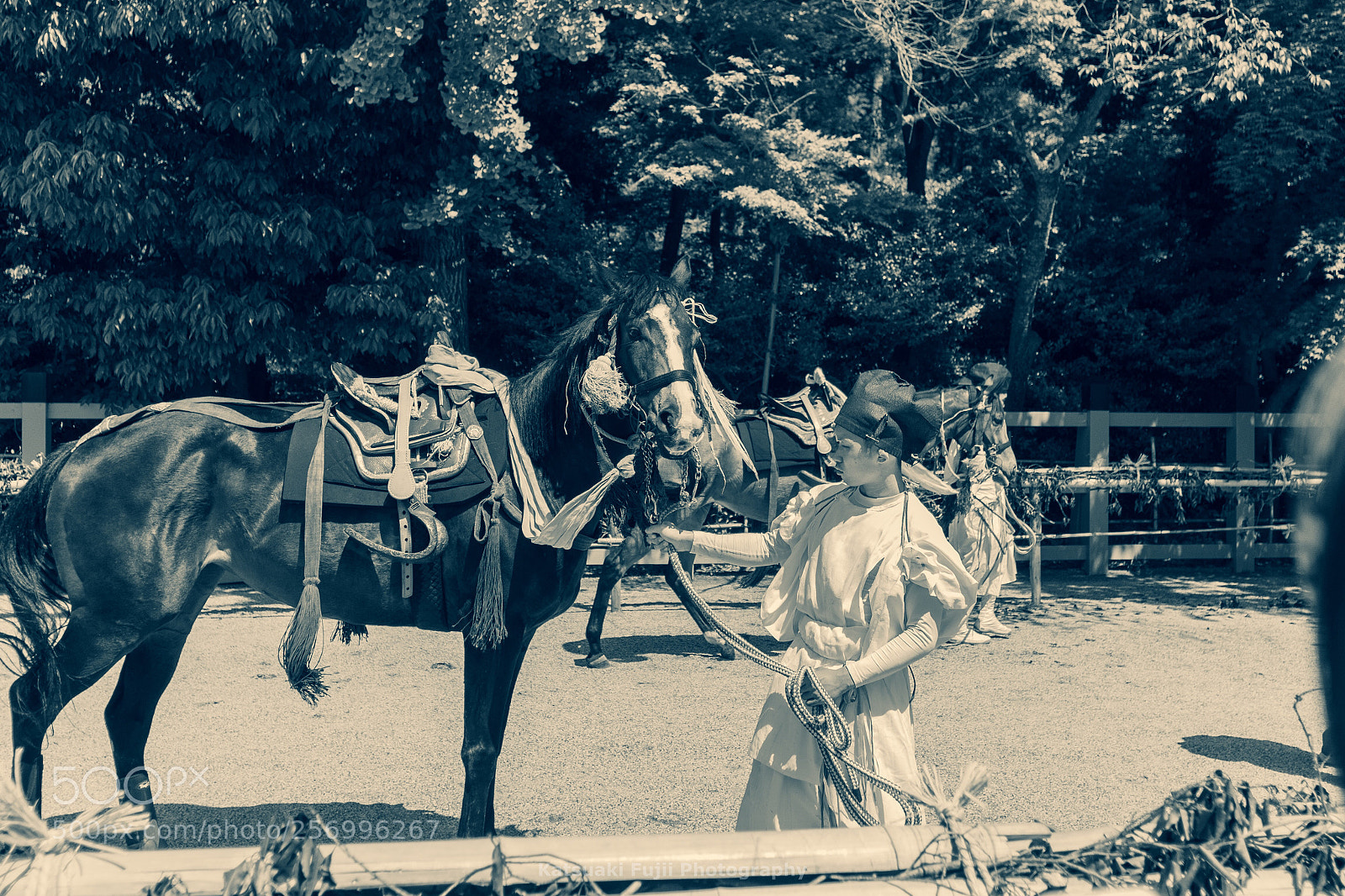 Olympus OM-D E-M1 sample photo. Horse representative photography