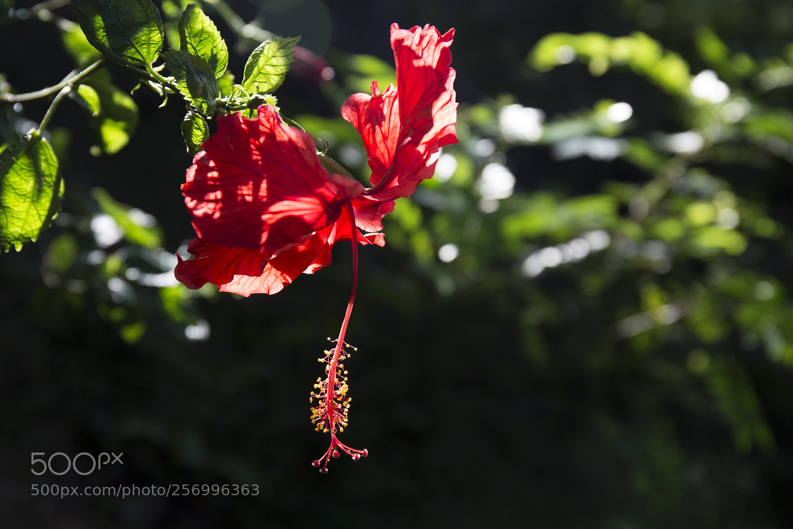 Canon EOS 6D sample photo. 无题 photography