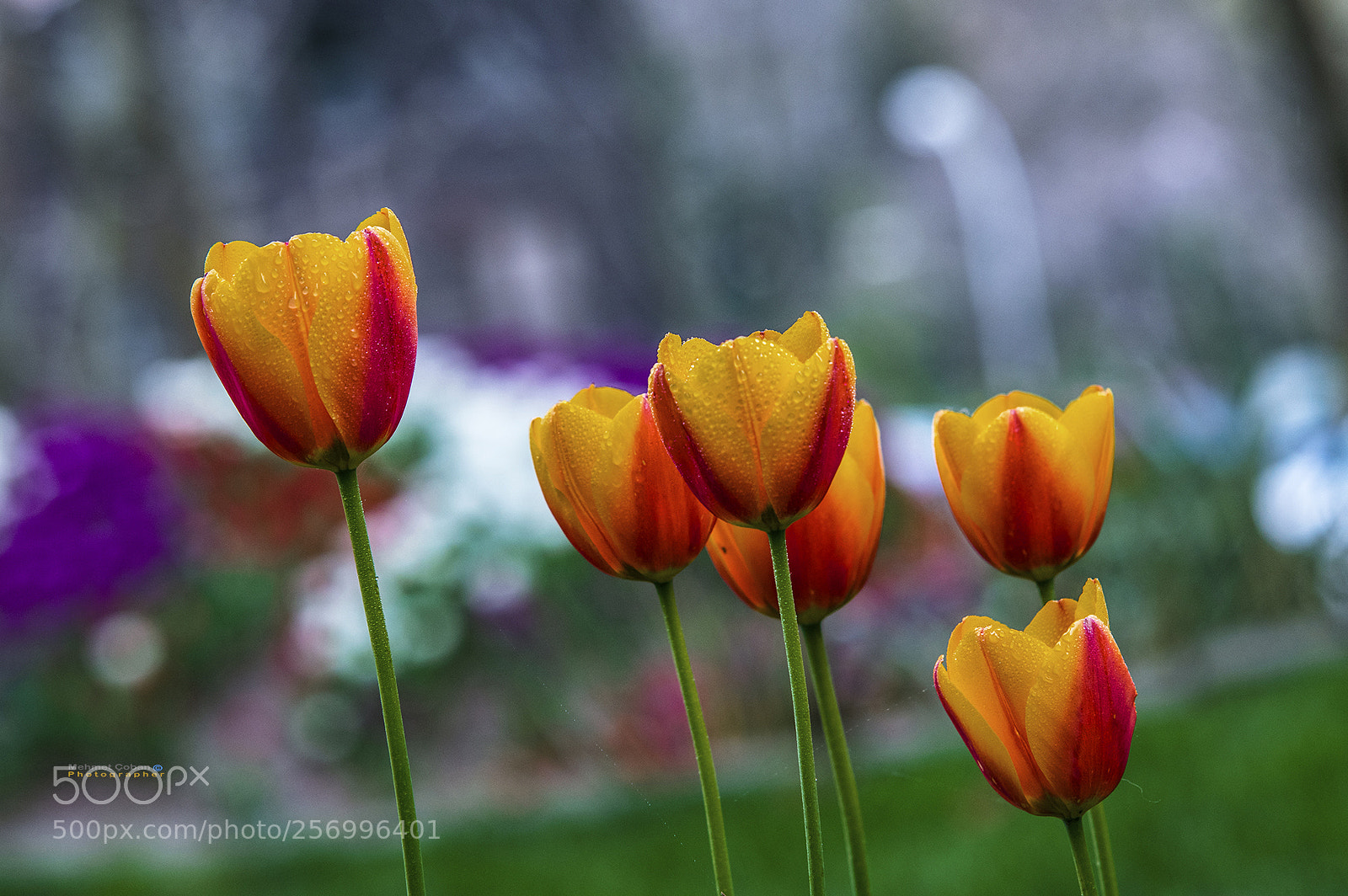 Pentax K-3 II sample photo. Yellow red color tulips photography