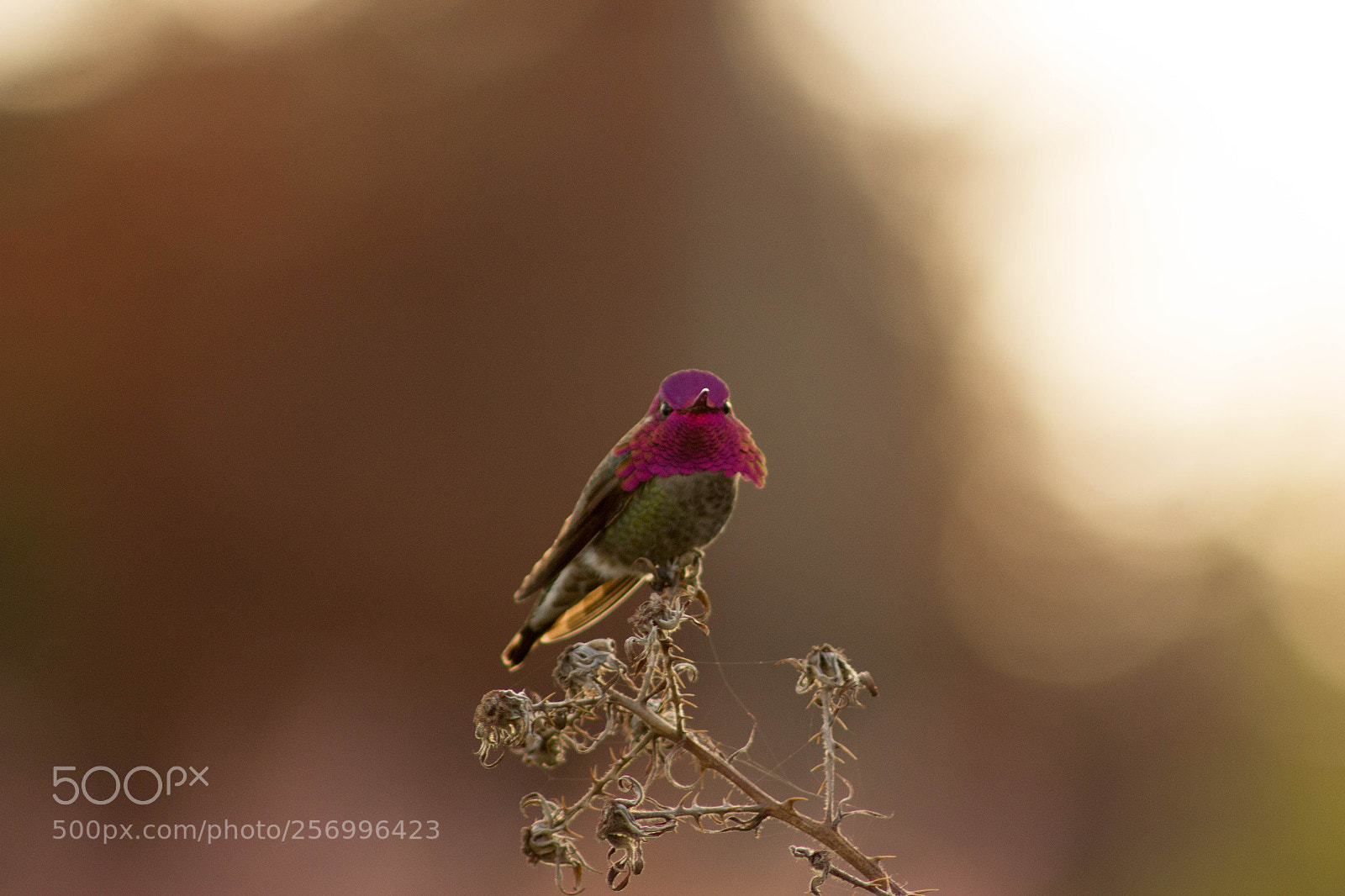 Canon EOS 600D (Rebel EOS T3i / EOS Kiss X5) sample photo. Hummingbird photography