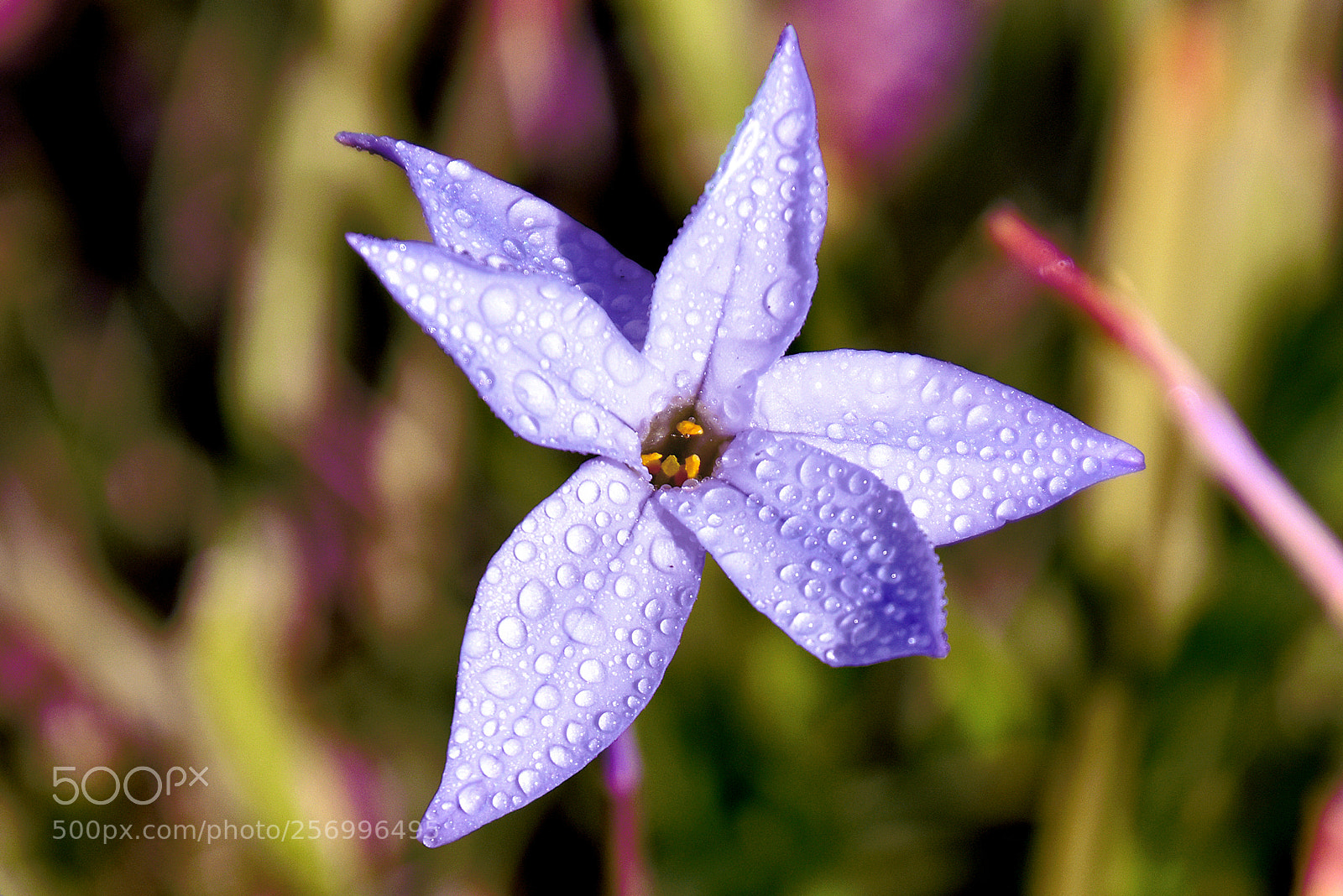Nikon D5500 sample photo. In the field photography