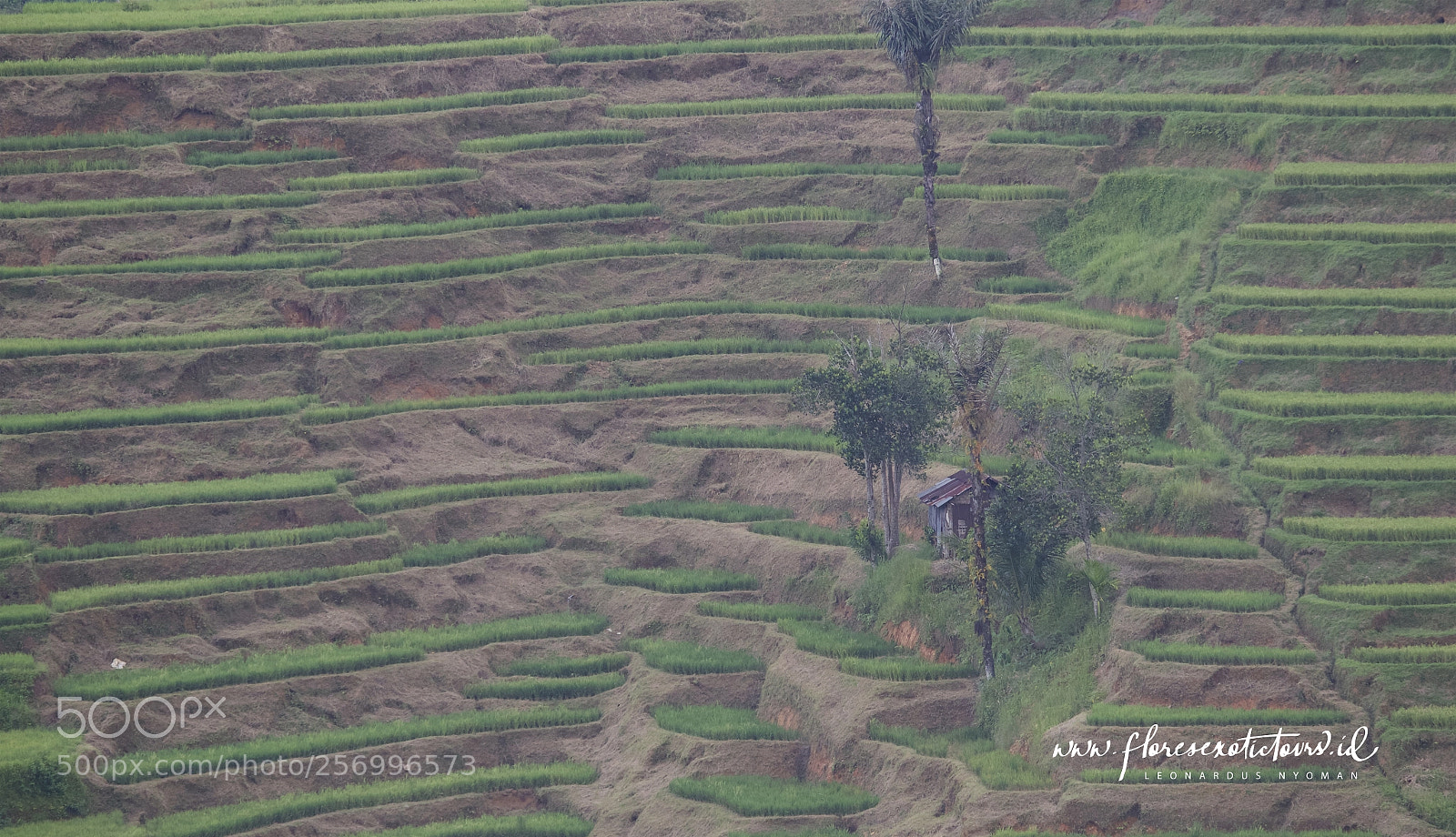 Canon EOS 6D sample photo. Rice terraces, manggarai, flores photography