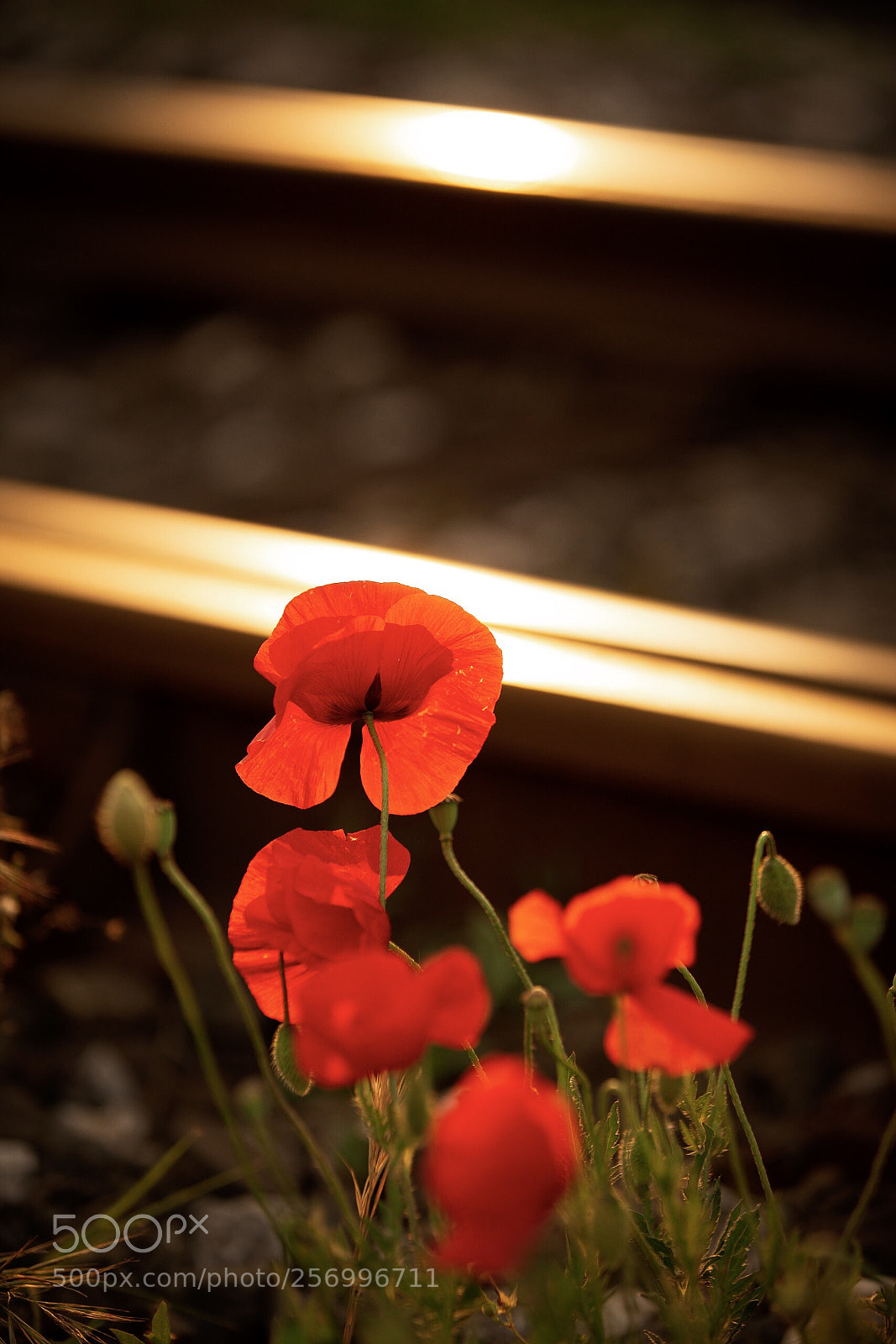 Canon EOS 6D sample photo. Poppies along the railway photography