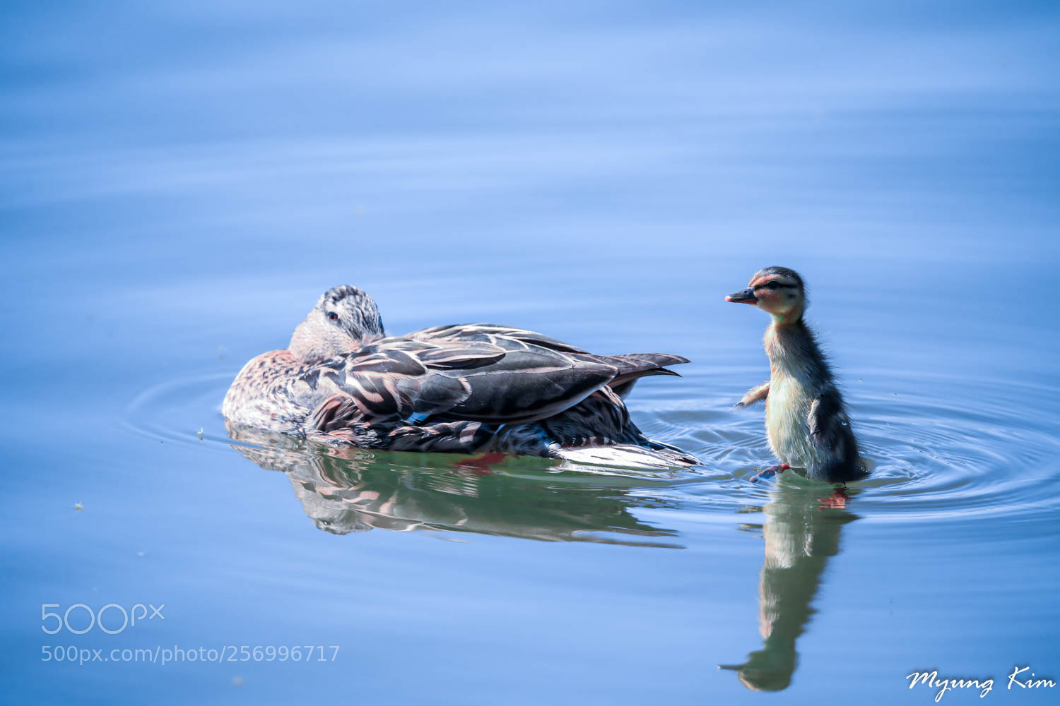 Canon EOS 5D Mark IV sample photo. Pa photography