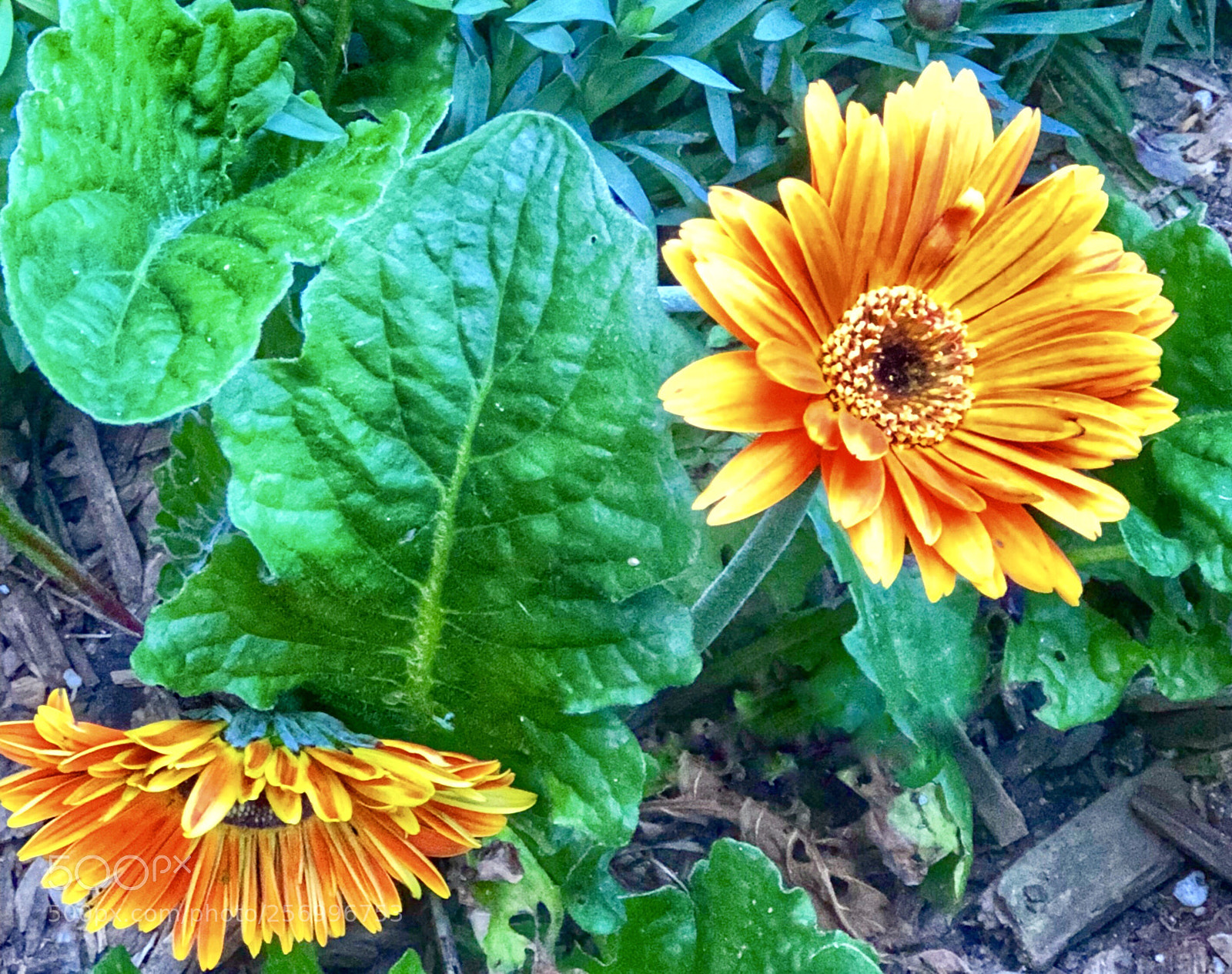 Apple iPhone 8 Plus sample photo. Daisy photography