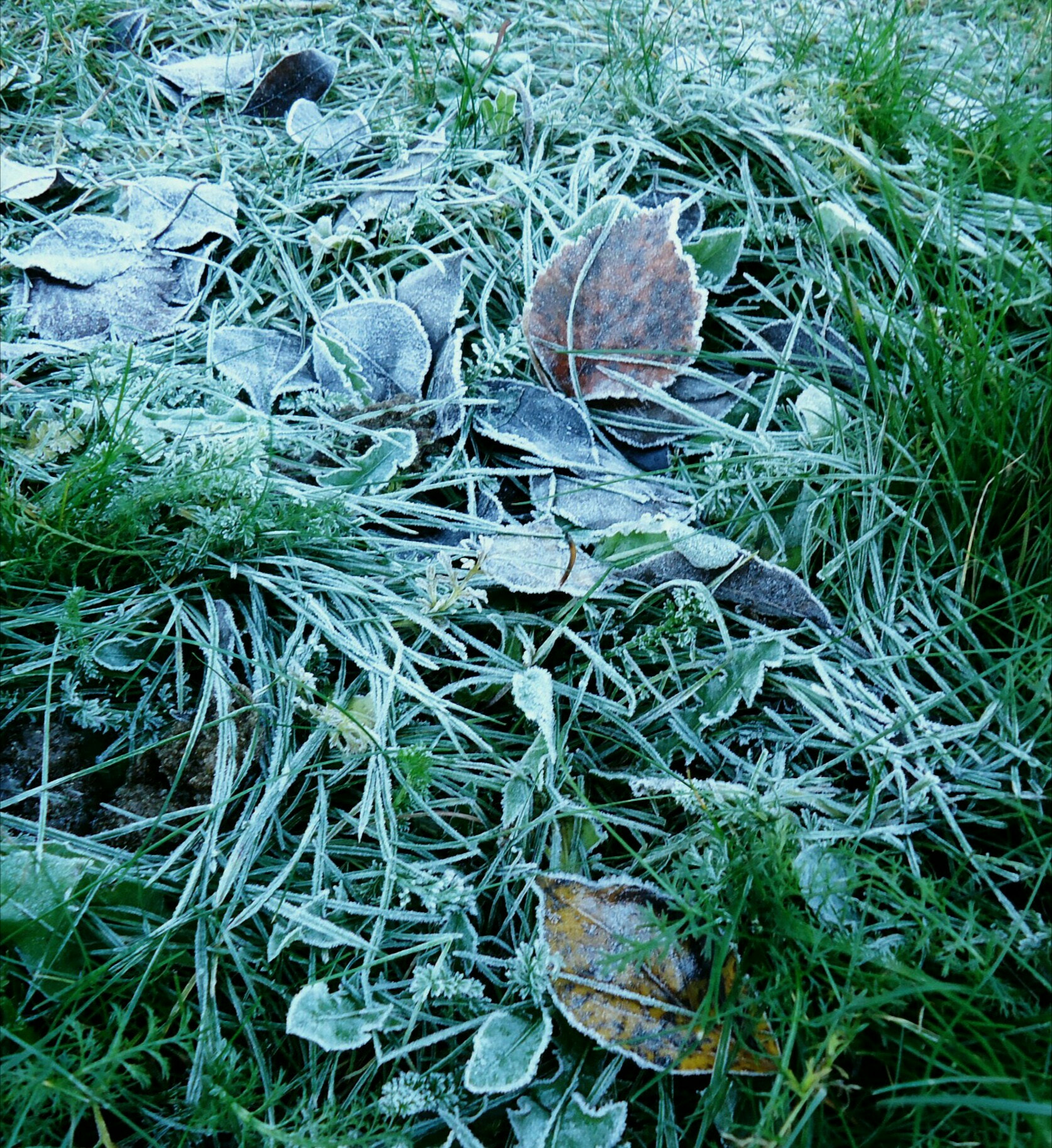 Sony Cyber-shot DSC-W610 sample photo. Hoarfrost on the grass photography