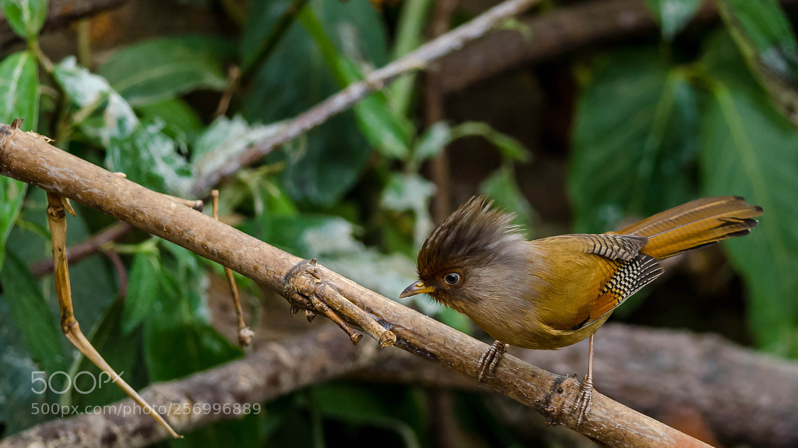 Nikon D5100 sample photo. Rusty-fronted barwing photography