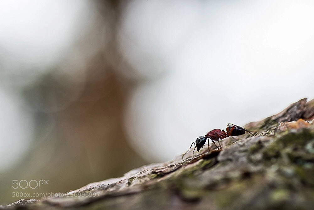 Nikon D750 sample photo. Untitled photography