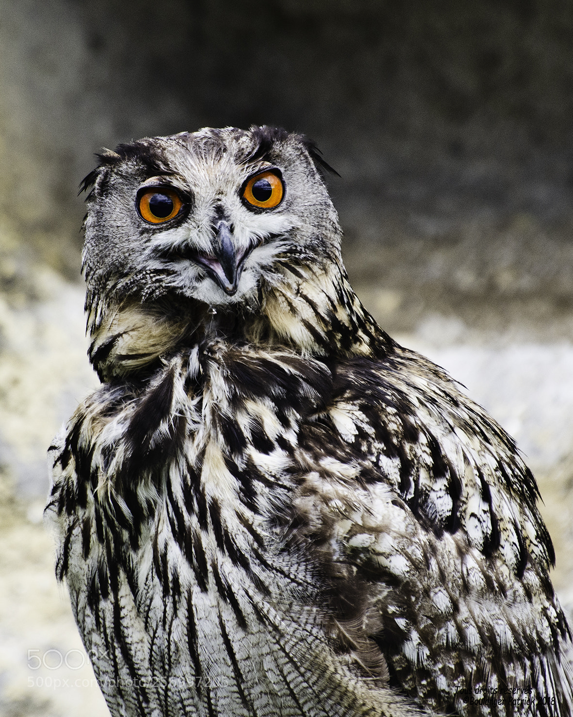 Nikon D7000 sample photo. Grand duc photography