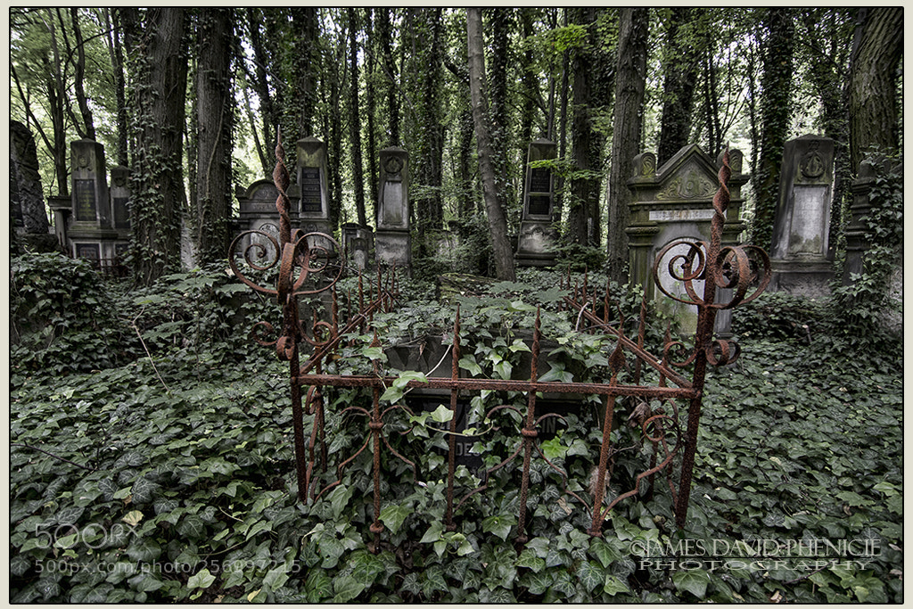 Nikon D500 sample photo. New jewish cemetery series #2 photography