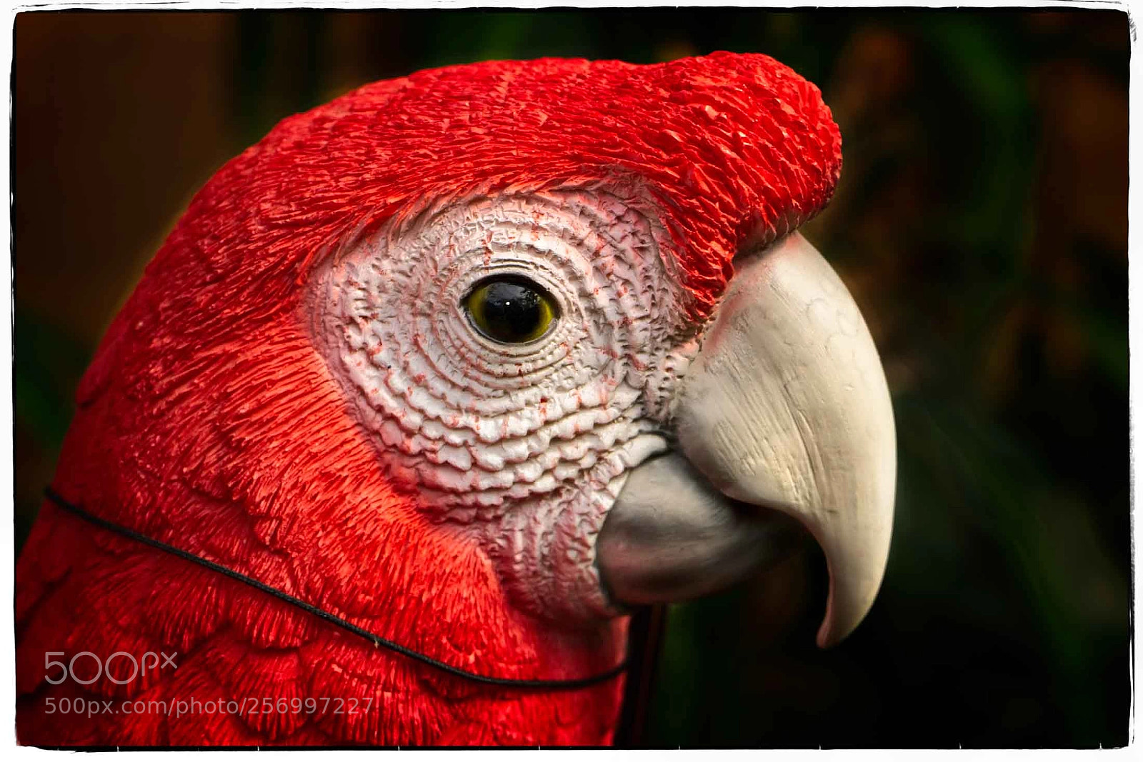 Sony a6000 sample photo. Store parrot photography