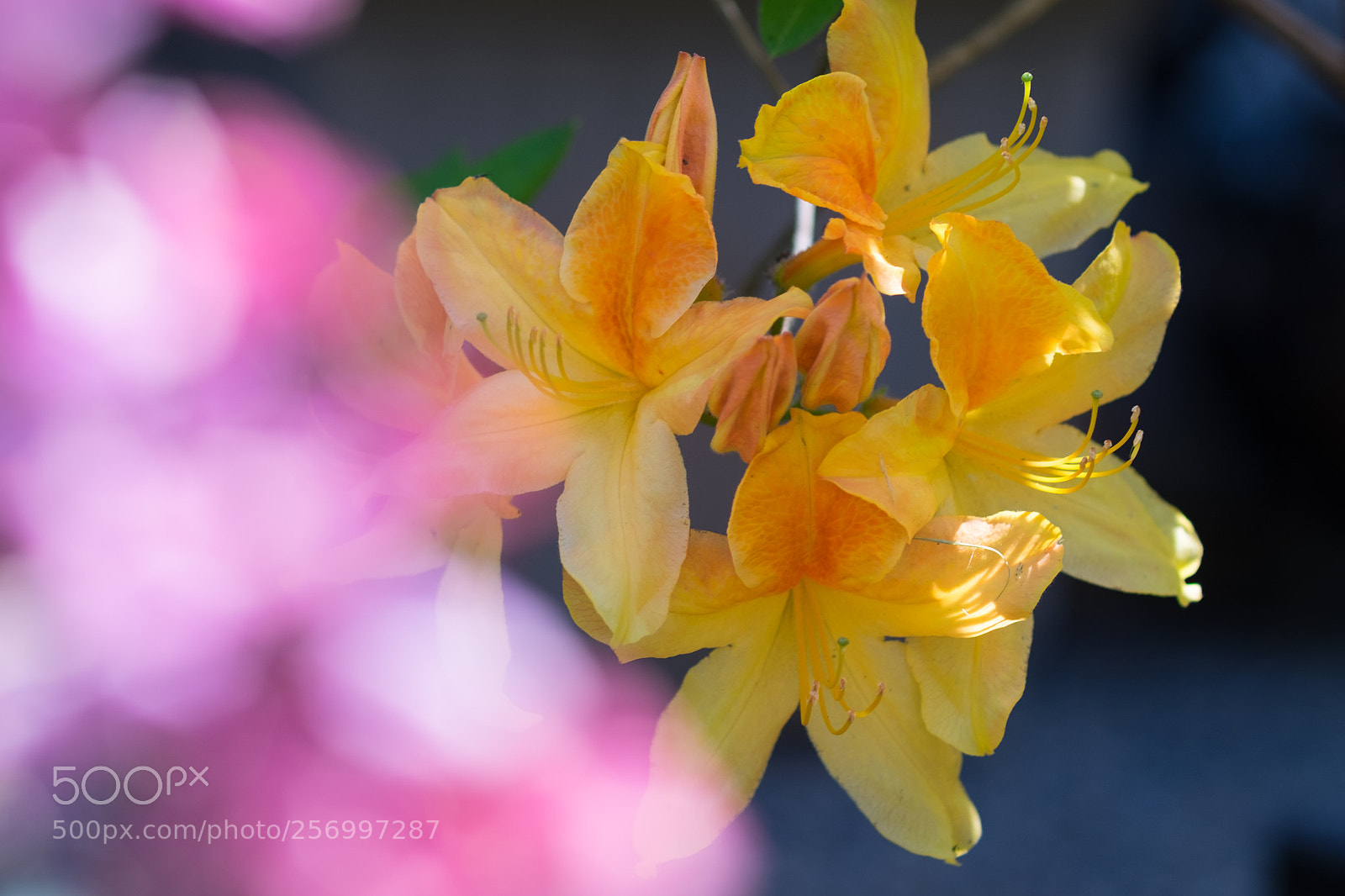 Fujifilm X-T1 sample photo. Yellow flowers photography