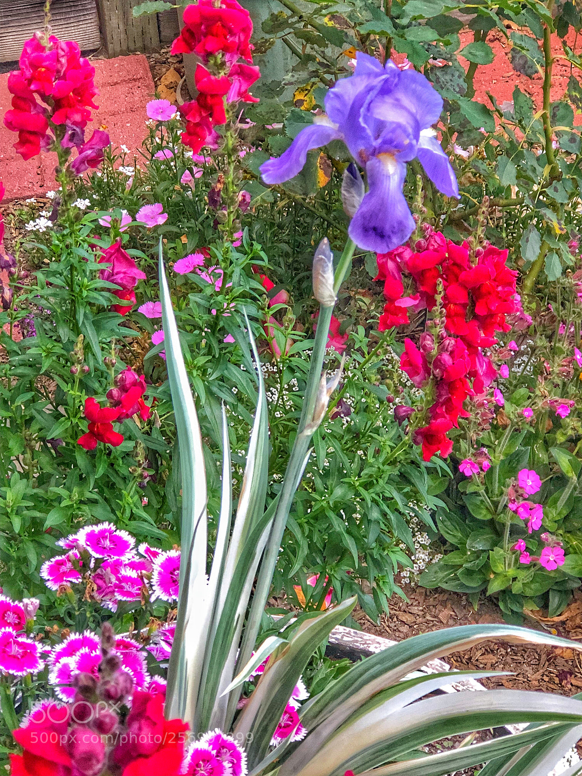 Apple iPhone 8 Plus sample photo. Iris garden photography