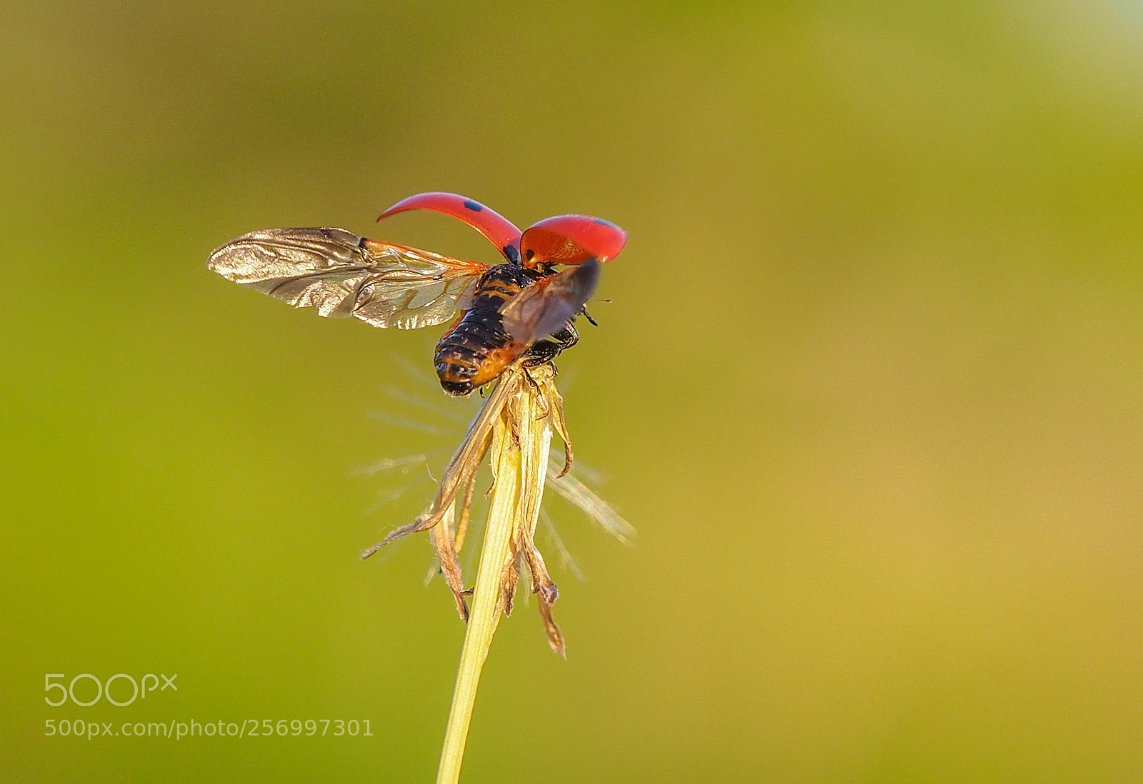 Olympus OM-D E-M1 Mark II sample photo. Ladybug photography