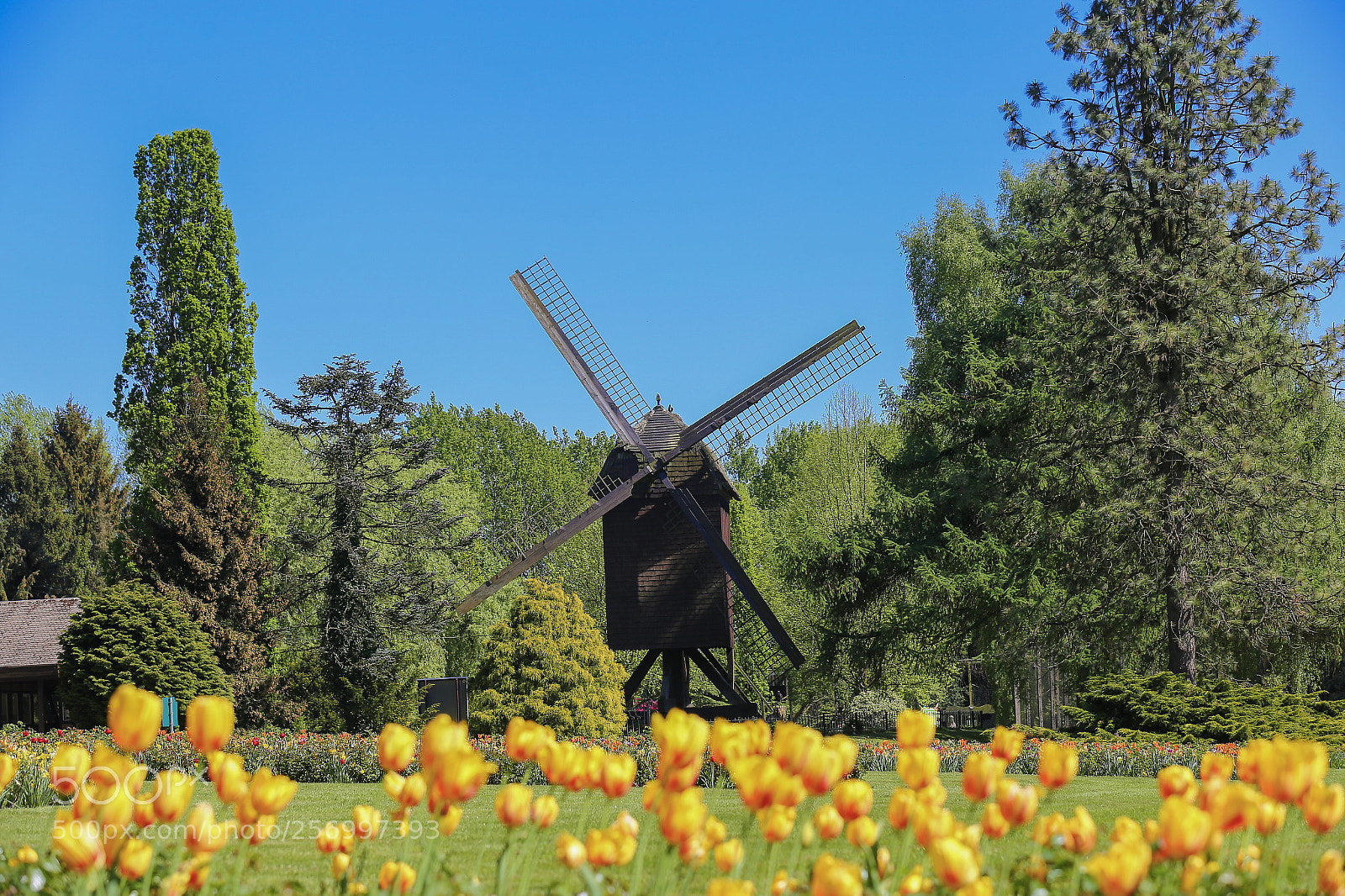 Canon EOS 6D sample photo. Flowered mill photography