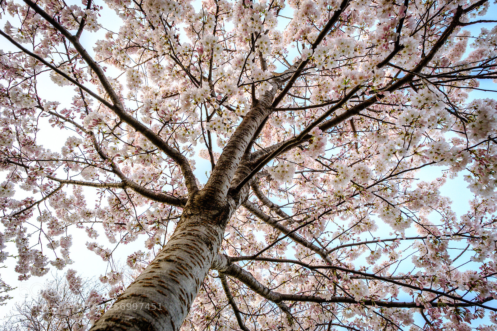 Fujifilm X-T2 sample photo. Cherry blossoms fever photography