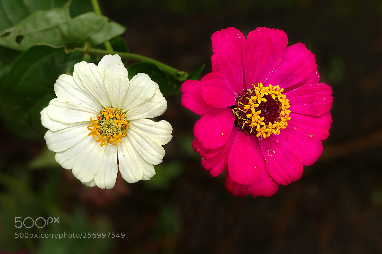 Panasonic Lumix DMC-FZ1000 sample photo. Flowers photography