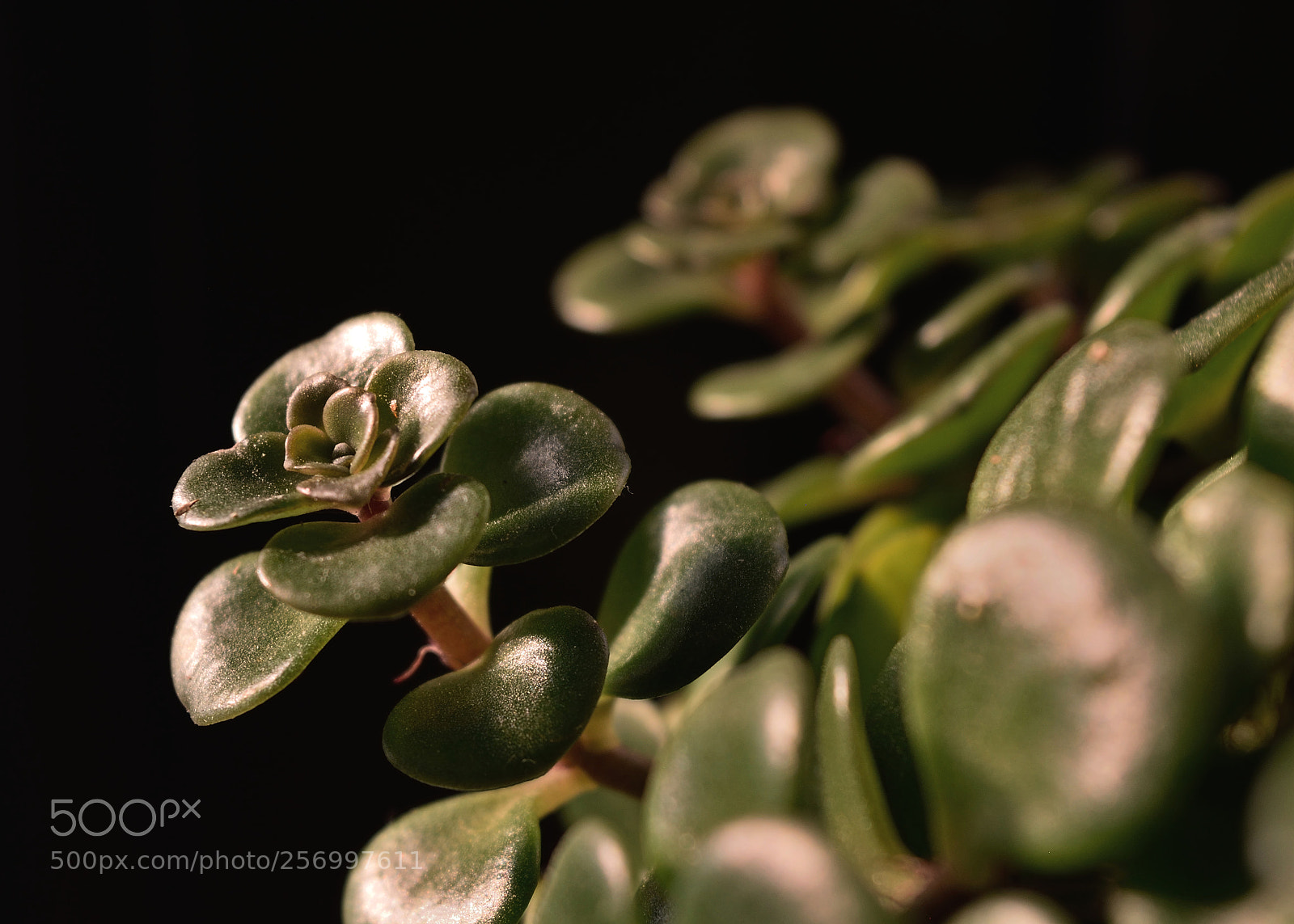 Nikon D3300 sample photo. A xerophyte enlightened by photography