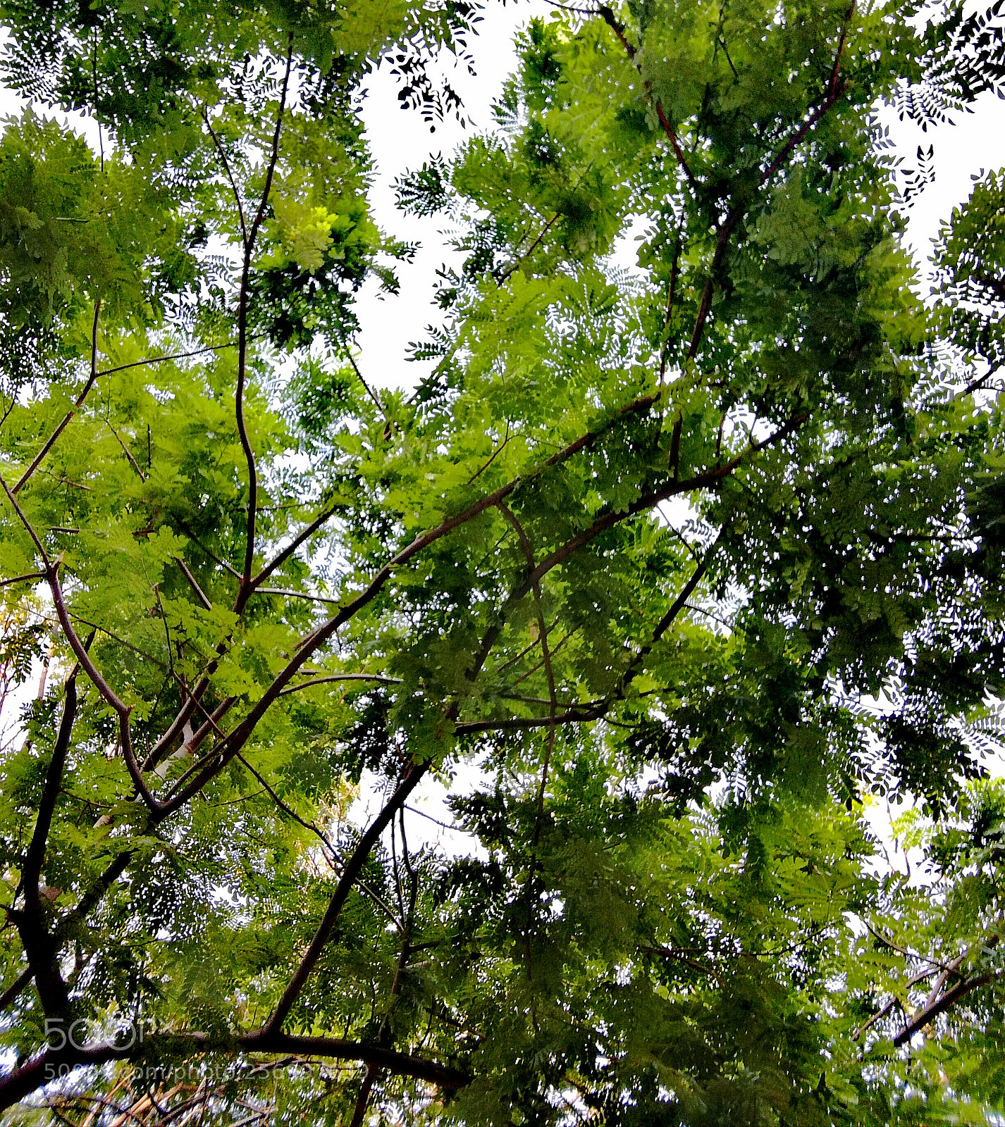 HUAWEI honor 6x sample photo. The leaves photography