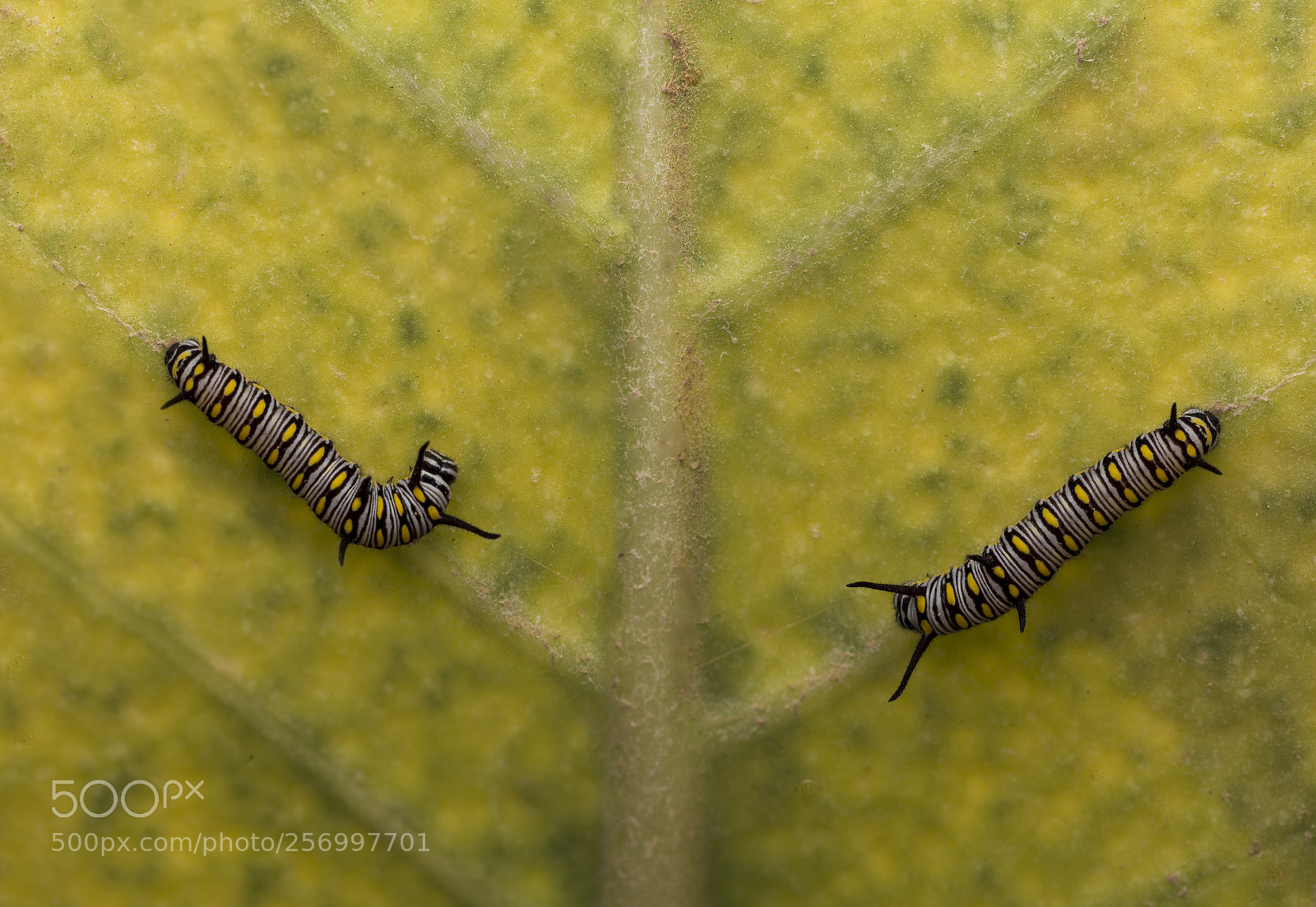 Canon EOS 6D sample photo. Caterpillars photography