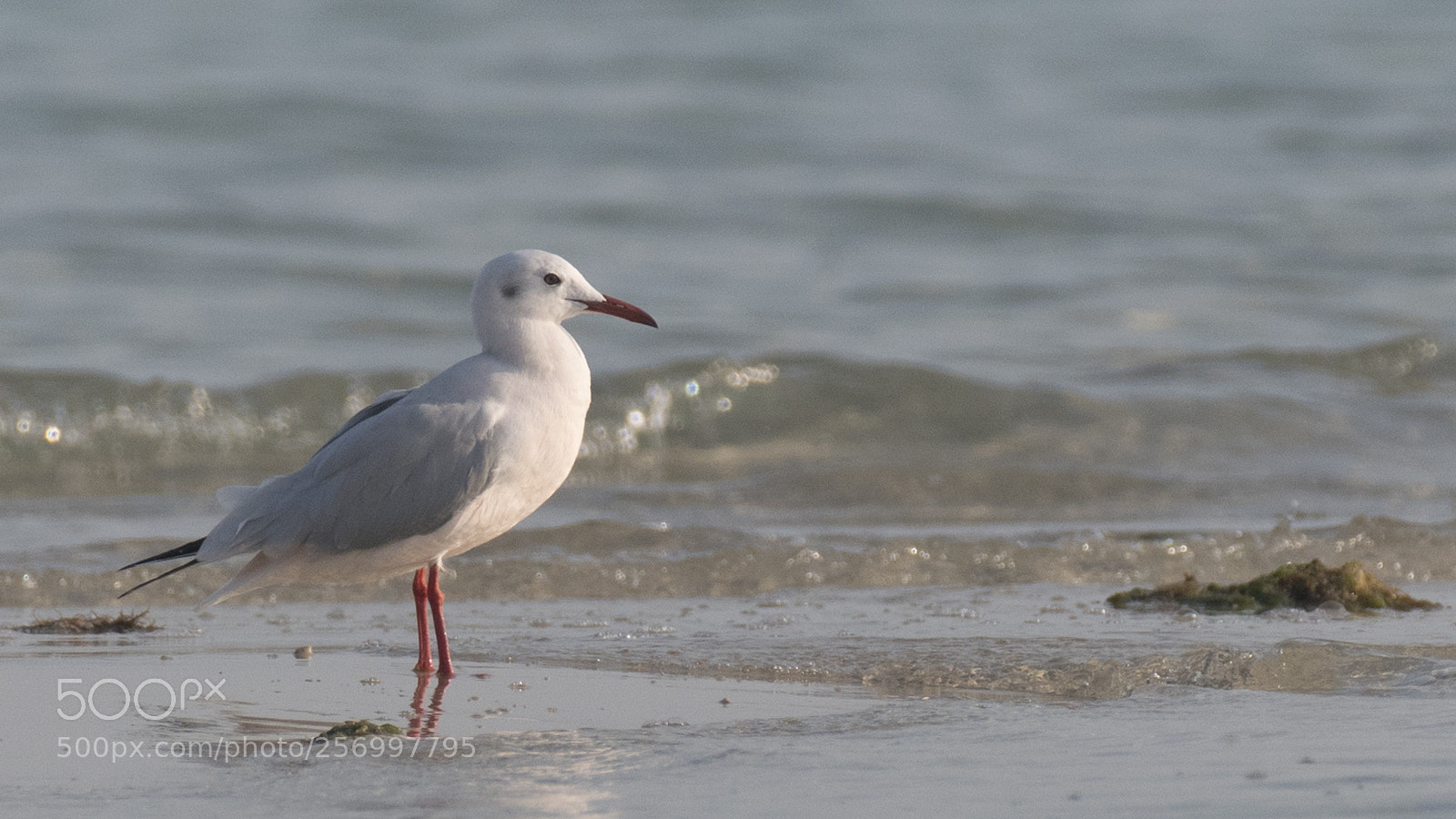Nikon D500 sample photo. Seagull photography