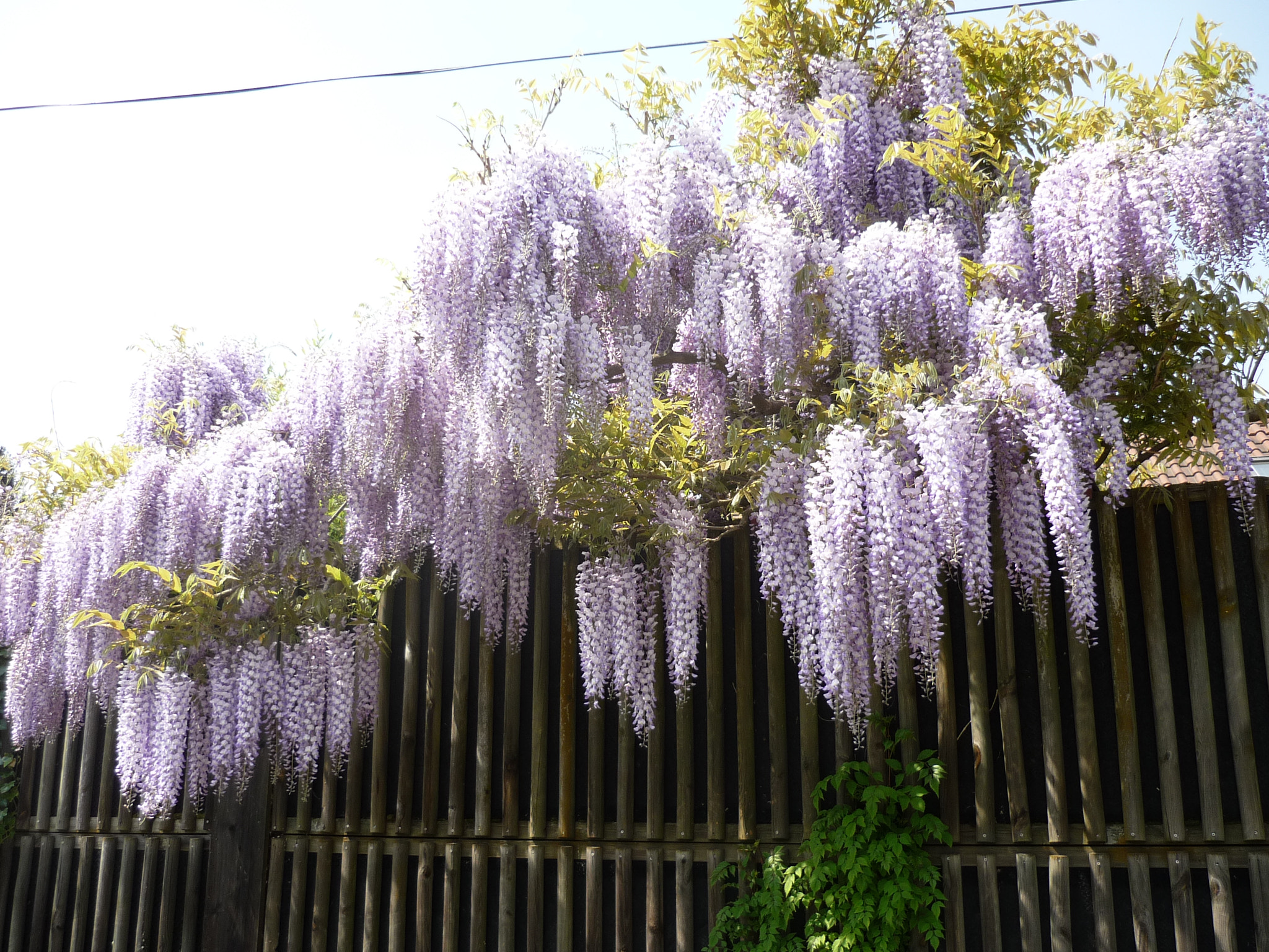 Panasonic Lumix DMC-FS3 sample photo. Purple rain photography