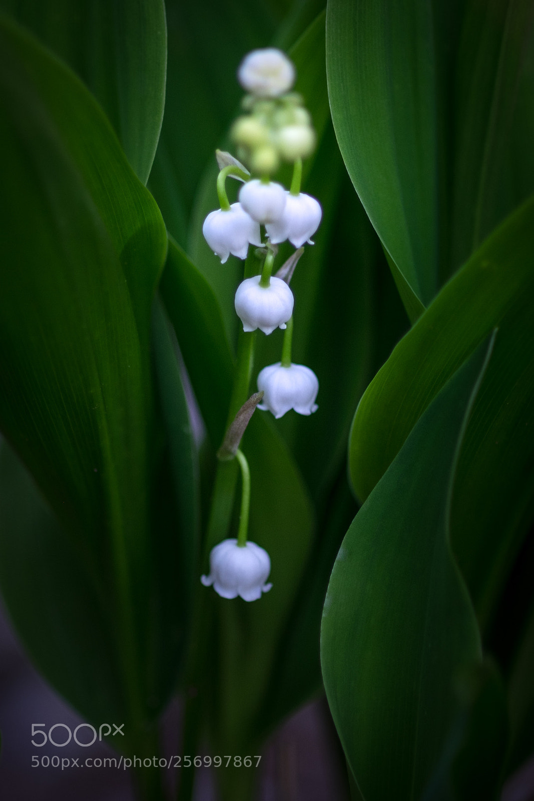 Fujifilm X-T1 sample photo. White flowers photography
