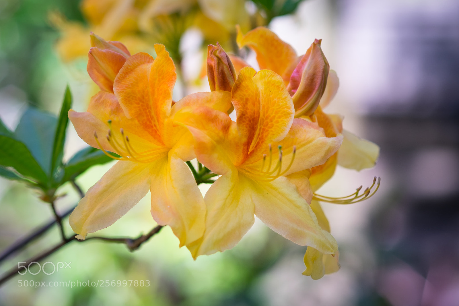 Fujifilm X-T1 sample photo. Spring flowers photography