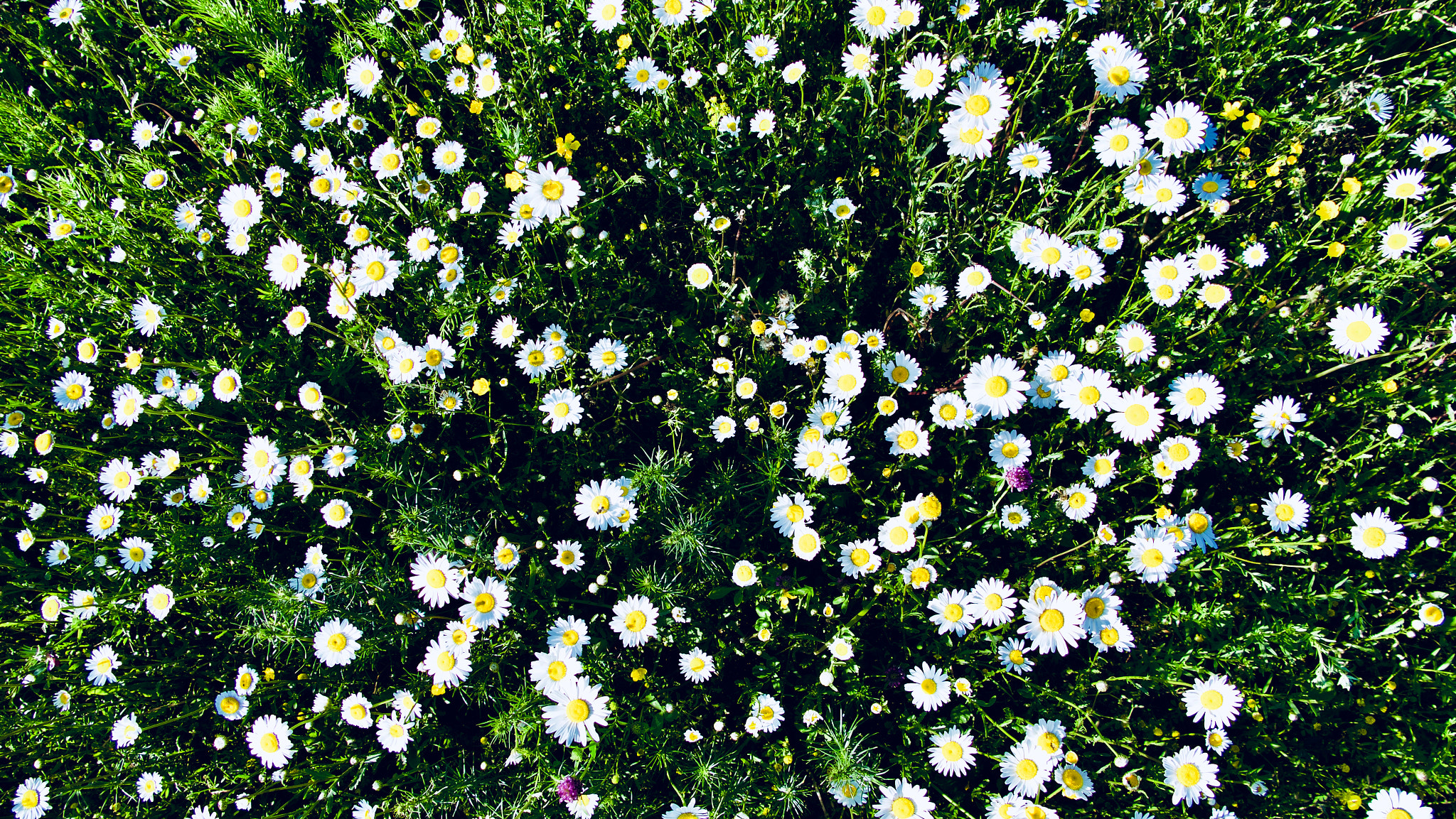 Leica V-Lux (Typ 114) sample photo. Meadow photography