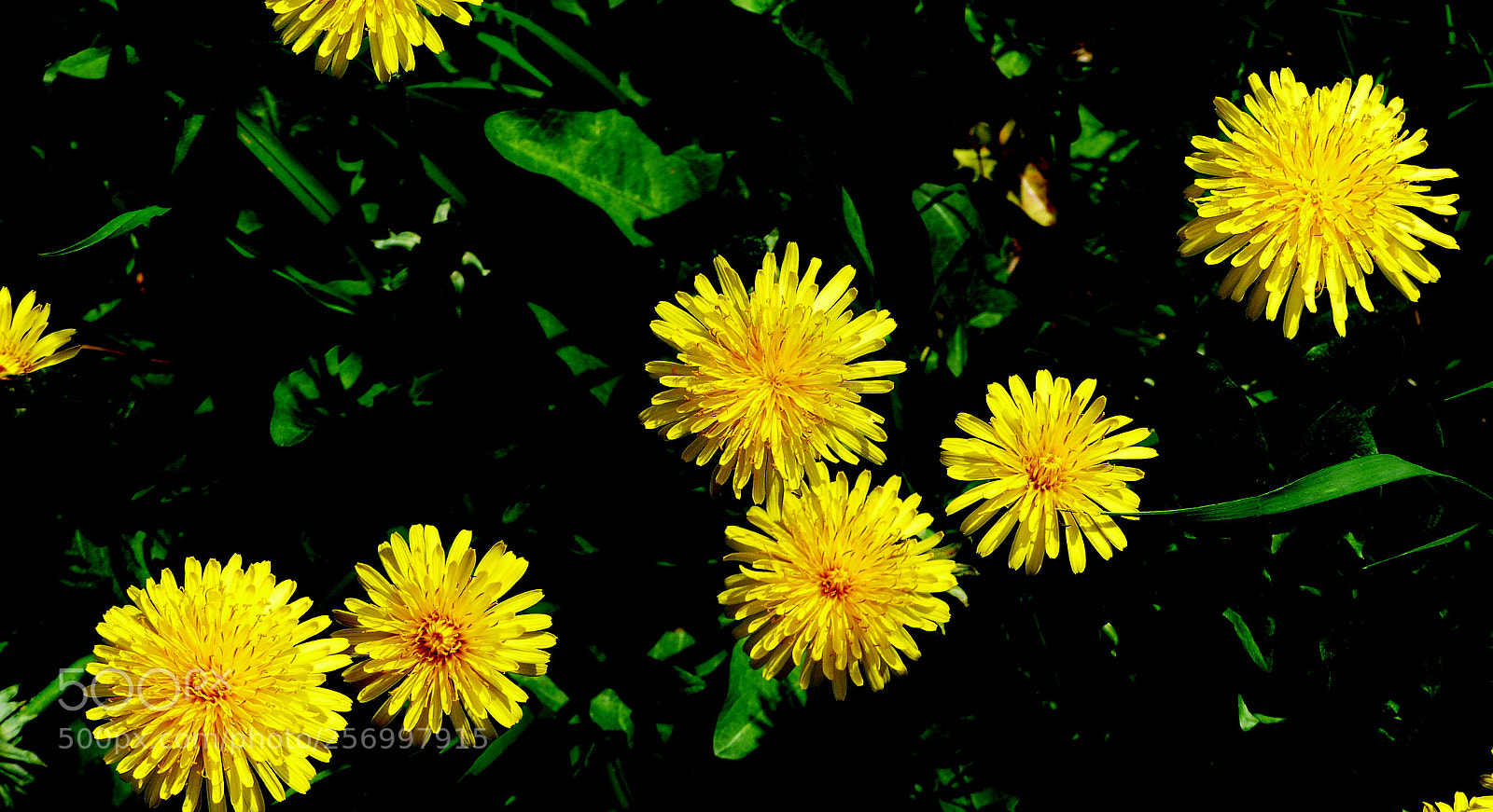 Panasonic Lumix DMC-FZ200 sample photo. Dandelions. photography