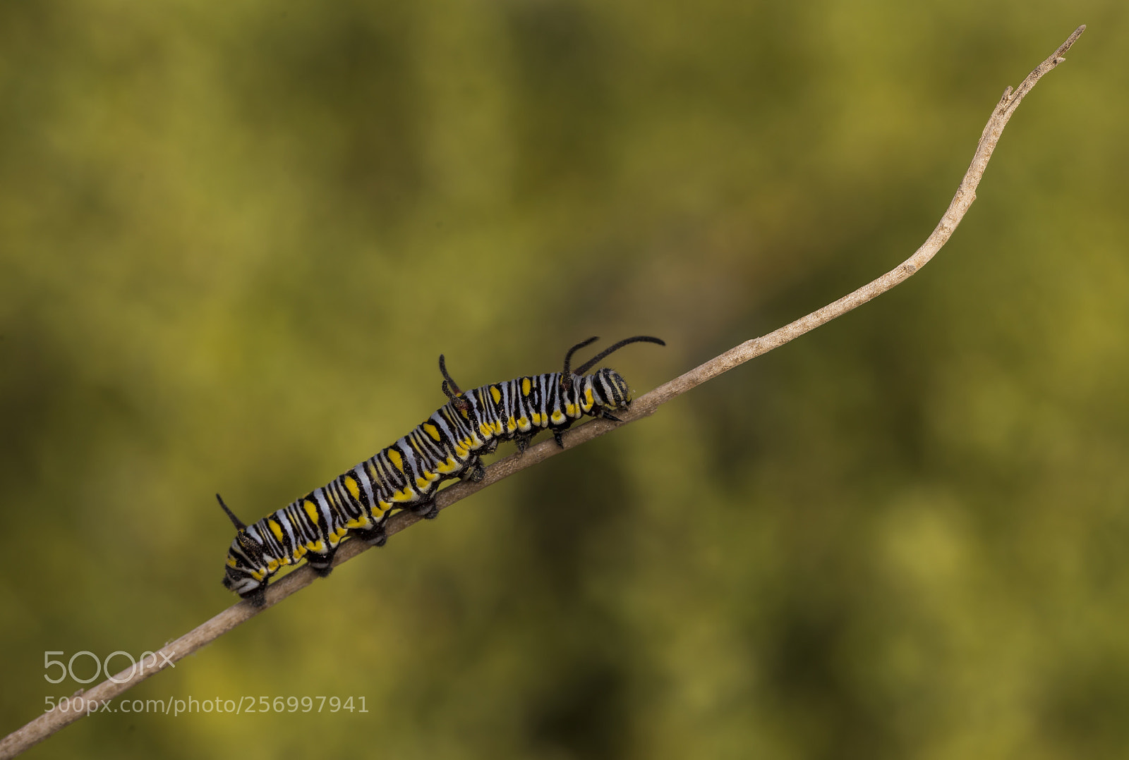 Canon EOS 6D sample photo. Caterpillar photography