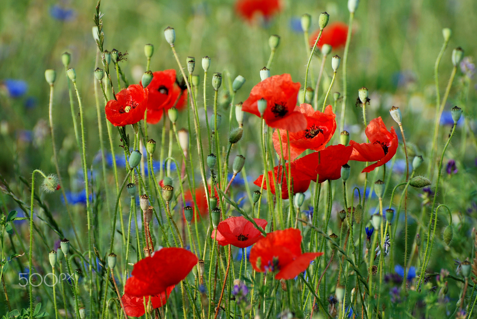 Nikon D80 sample photo. Summer red photography
