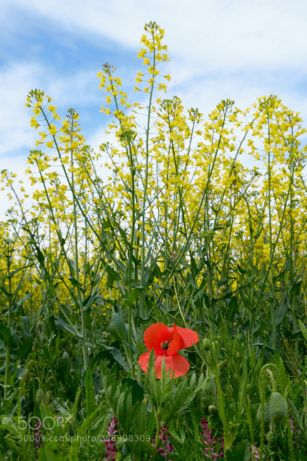 Fujifilm X-T2 sample photo. Around l'escala photography